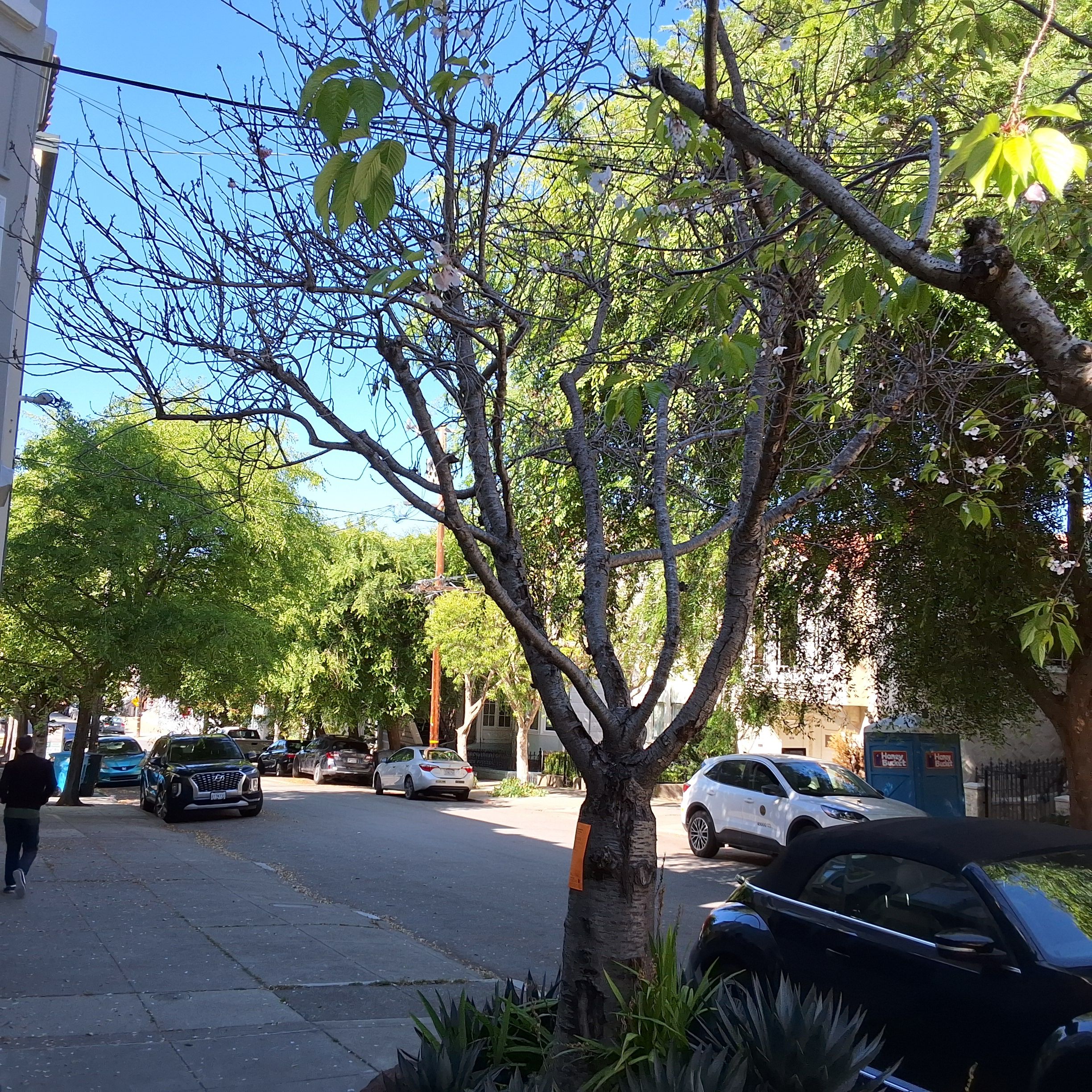 250 Fair Oaks Street tree