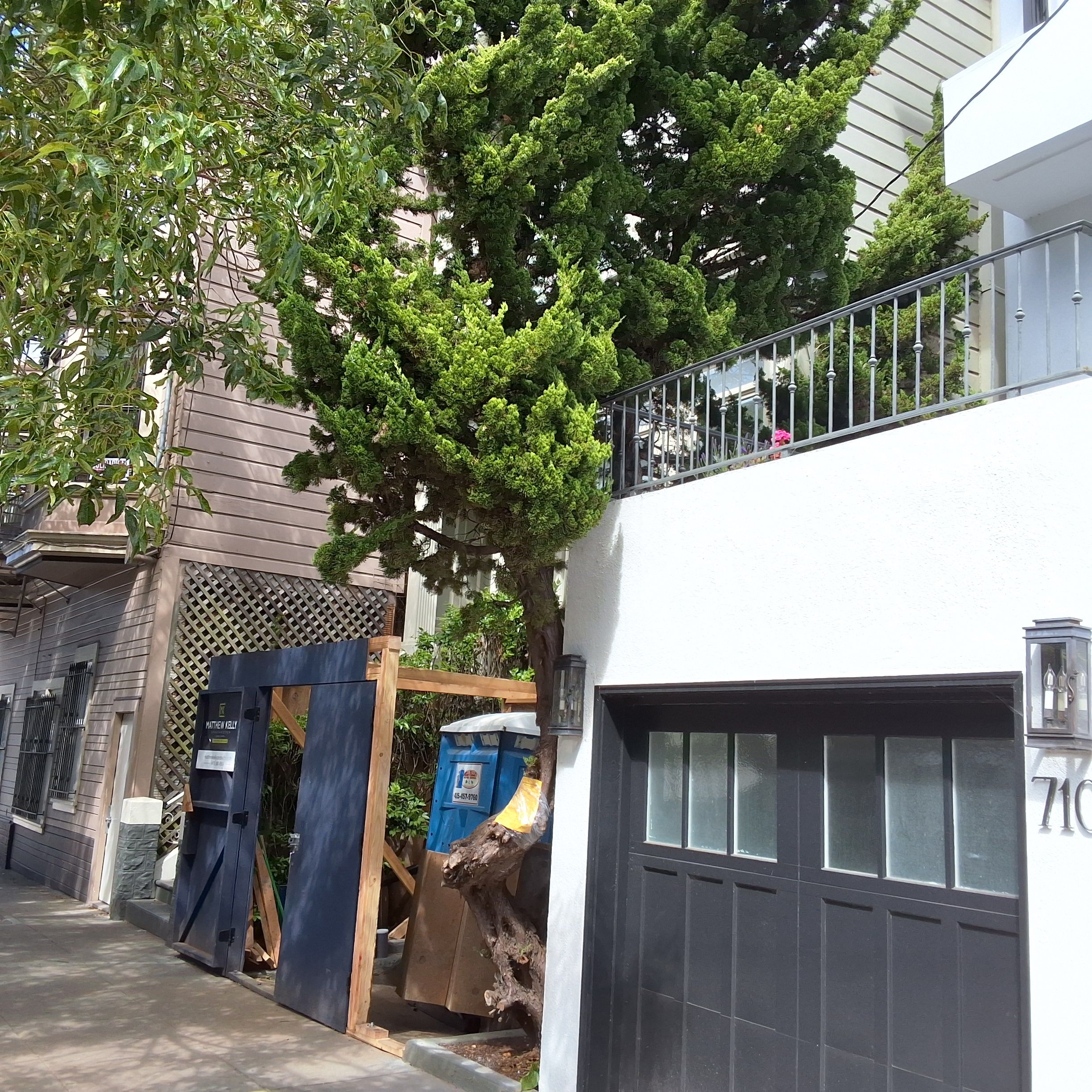 708 Cole Street tree