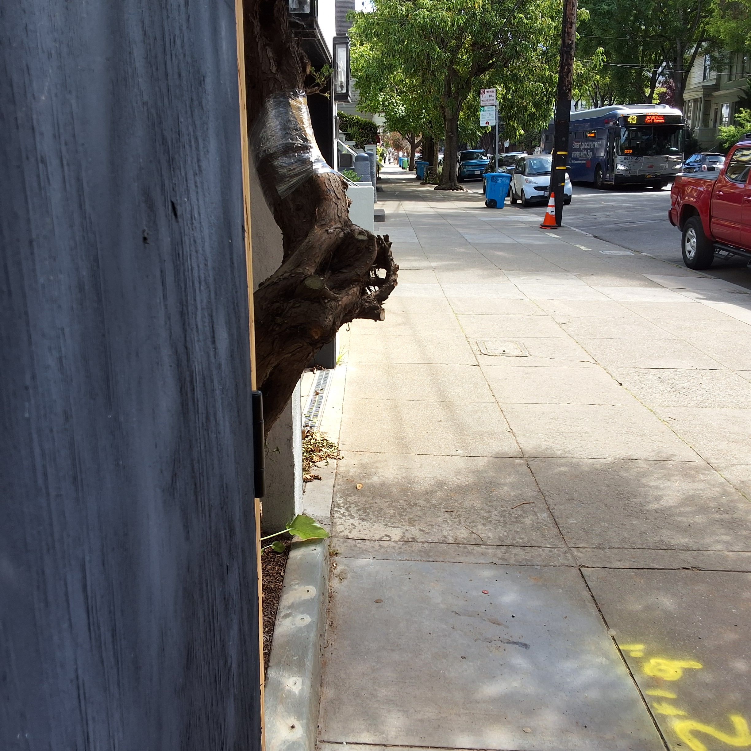 708 Cole Street tree