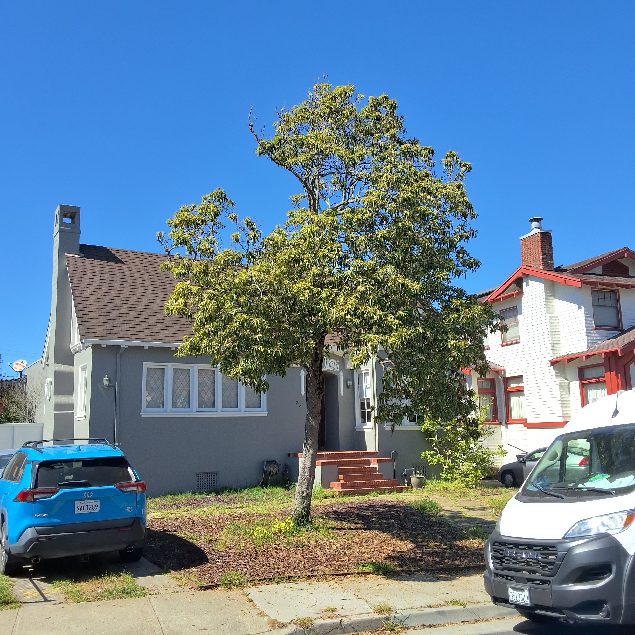 715 Victoria Street tree