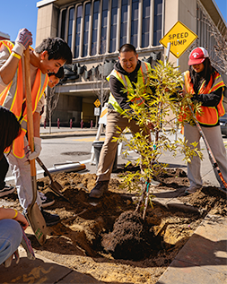 A group of volunteers and an arborist plant a tree