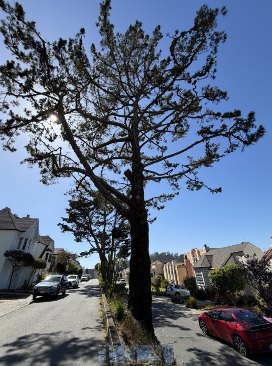 100 Idora Ave tree