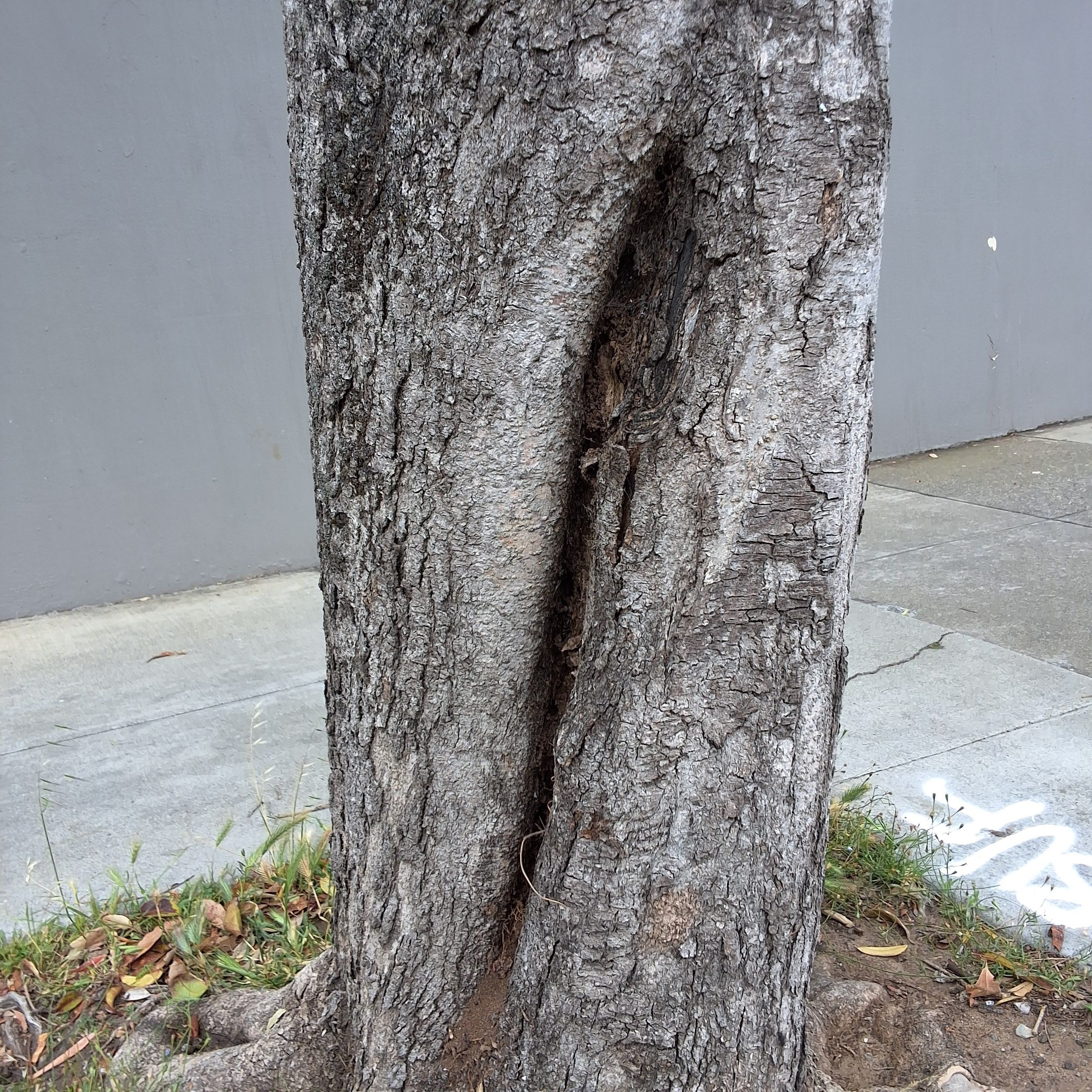 1300 Silliman Street tree