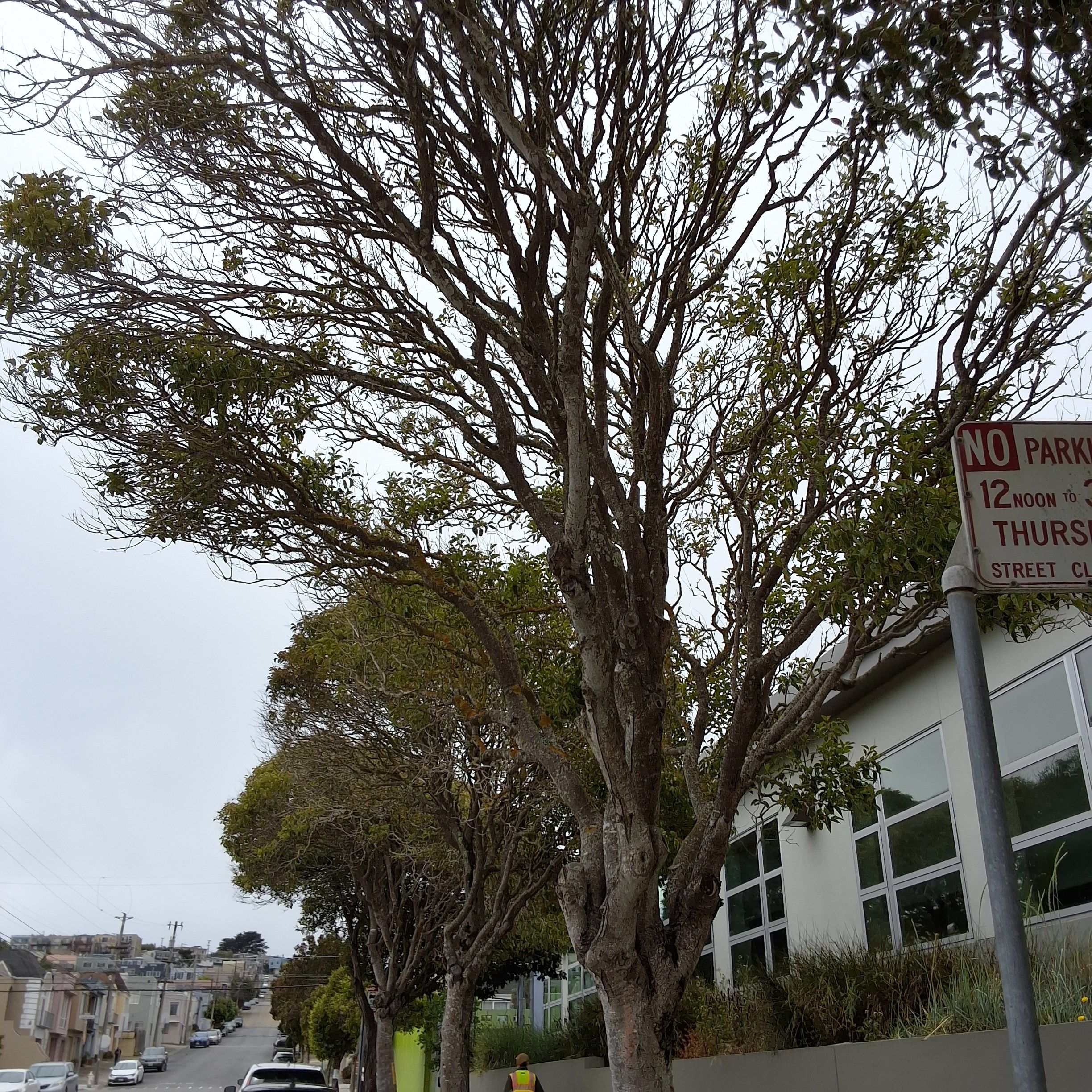 1300 Silliman Street tree