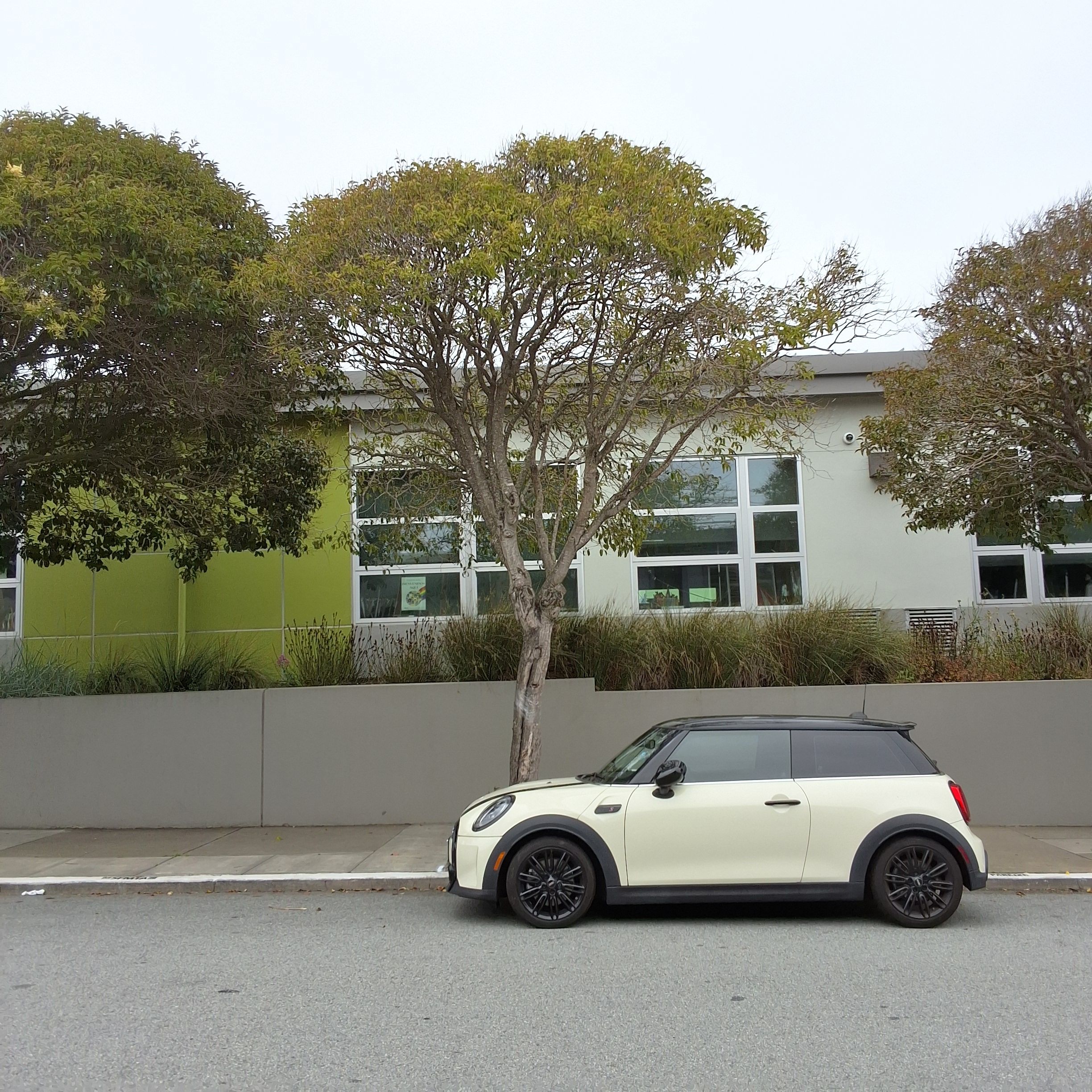 1300 Silliman Street tree