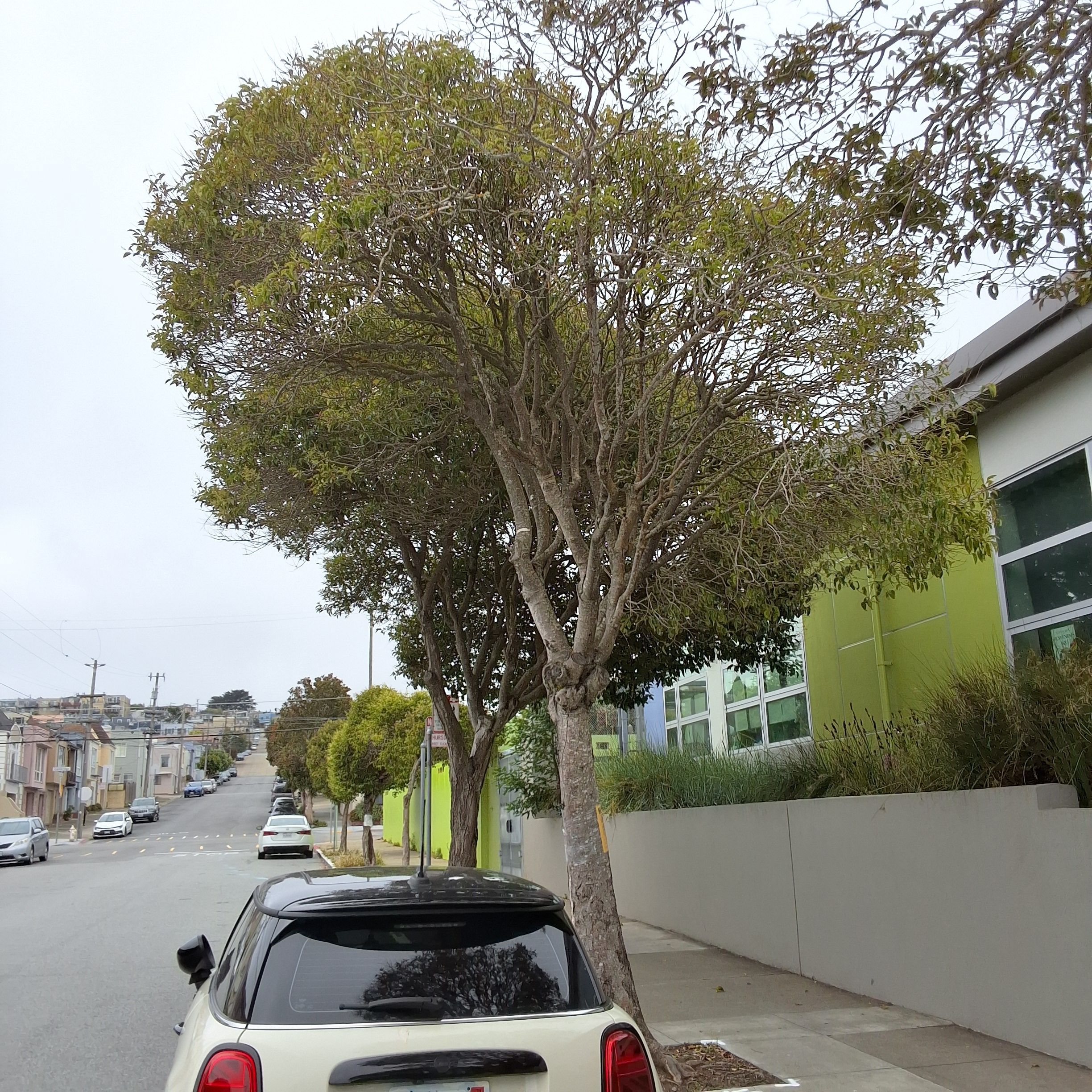 1300 Silliman Street tree