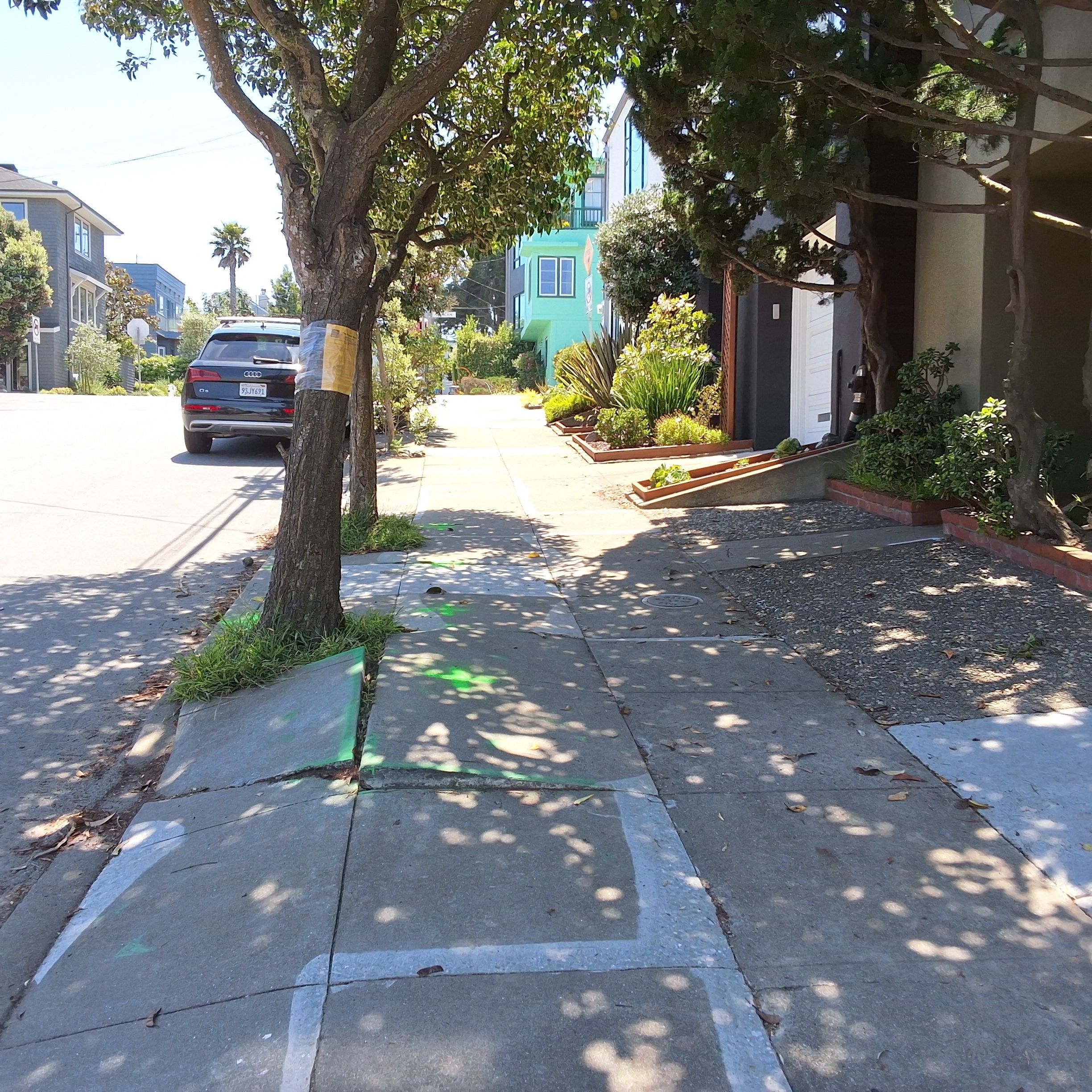 1334 Douglass Street tree