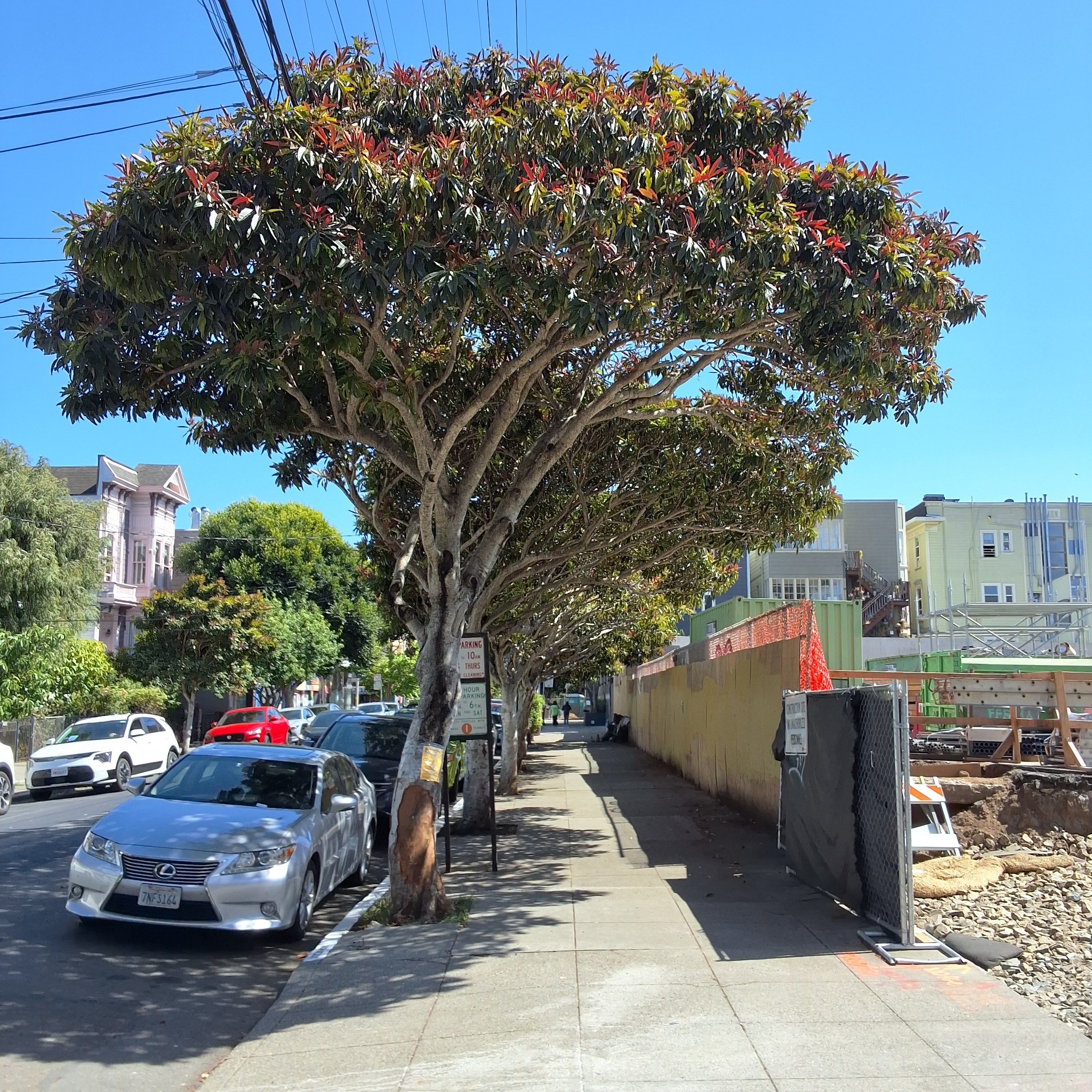 3351 23rd St/200 Bartlett Street tree