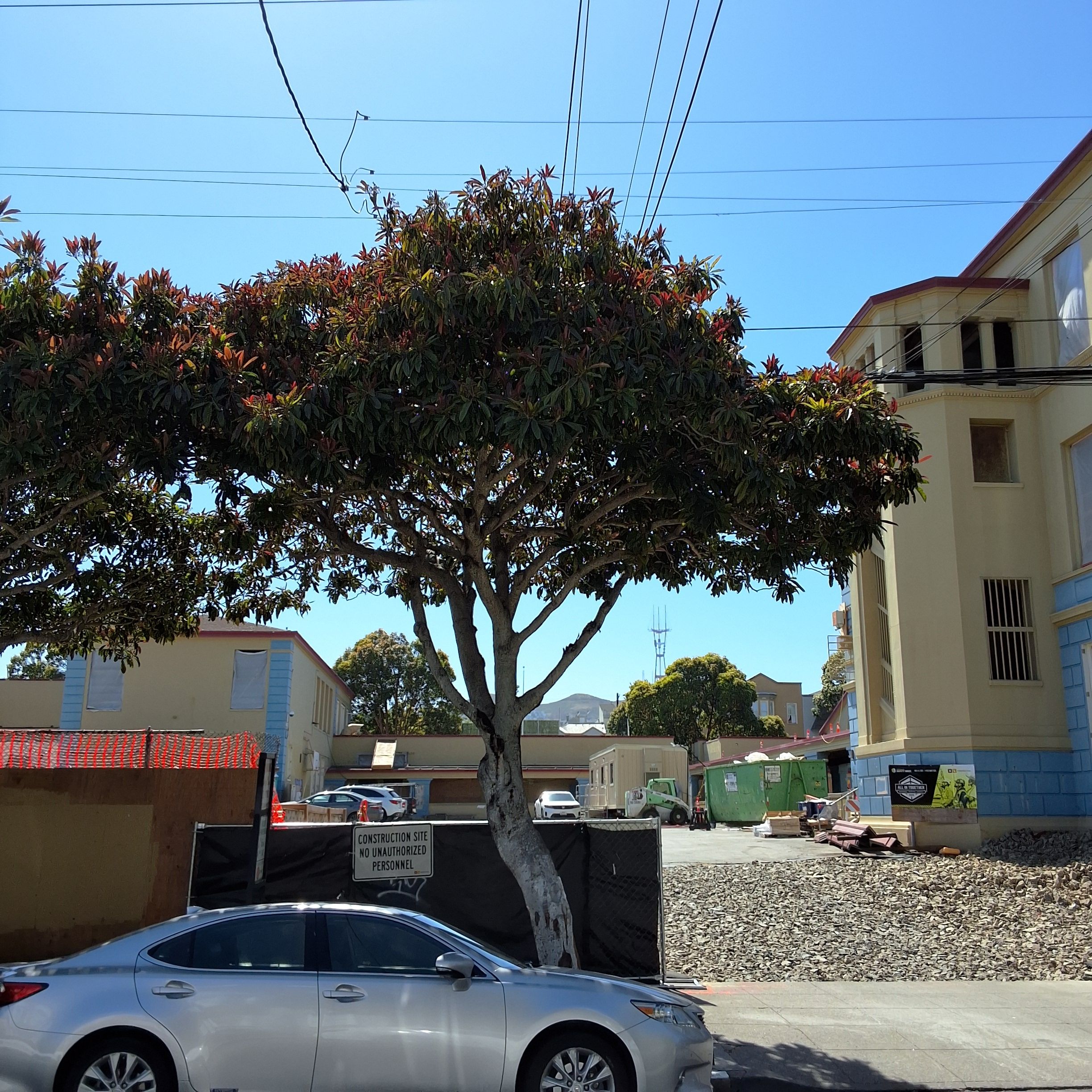 3351 23rd St/200 Bartlett Street tree
