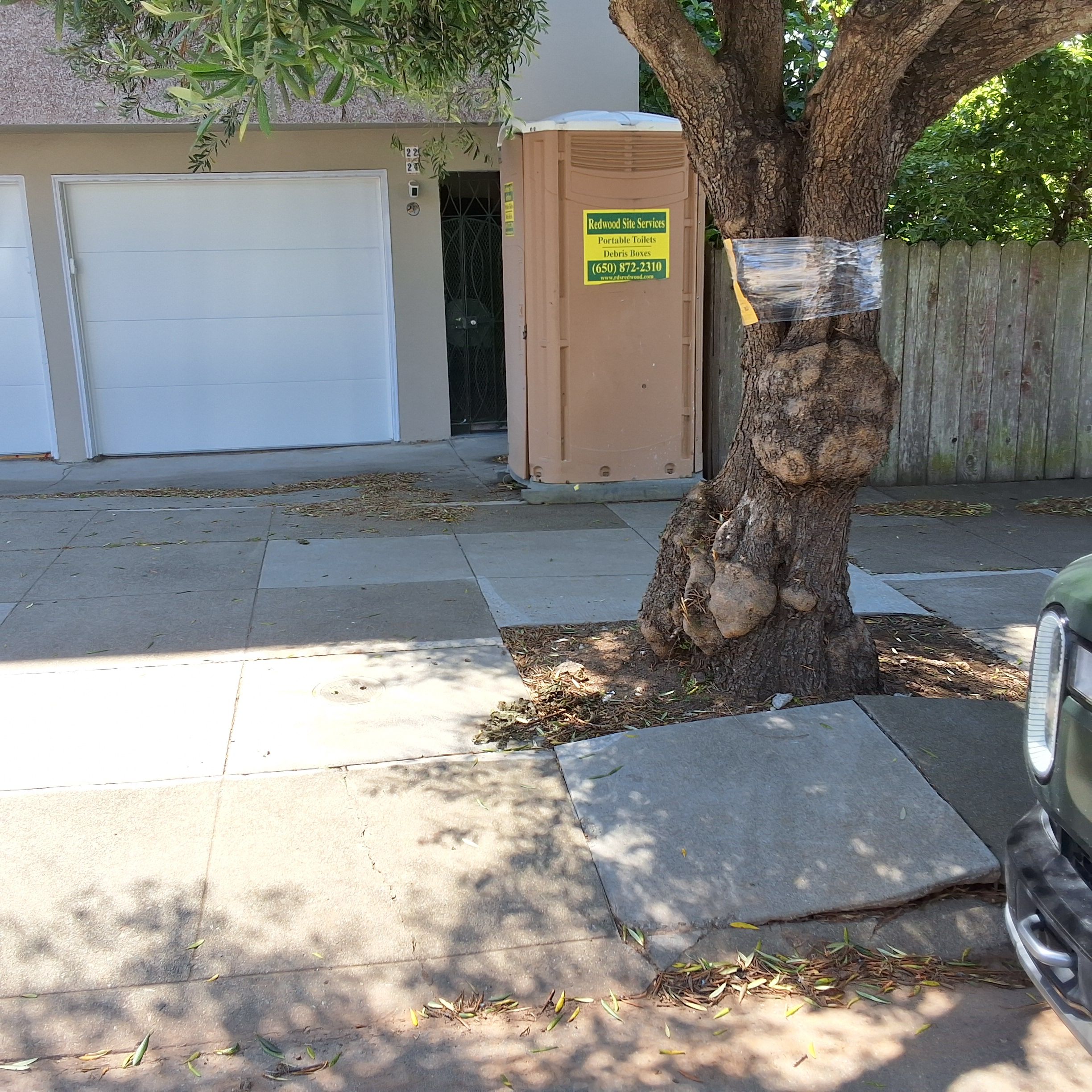 24 Homestead Street tree