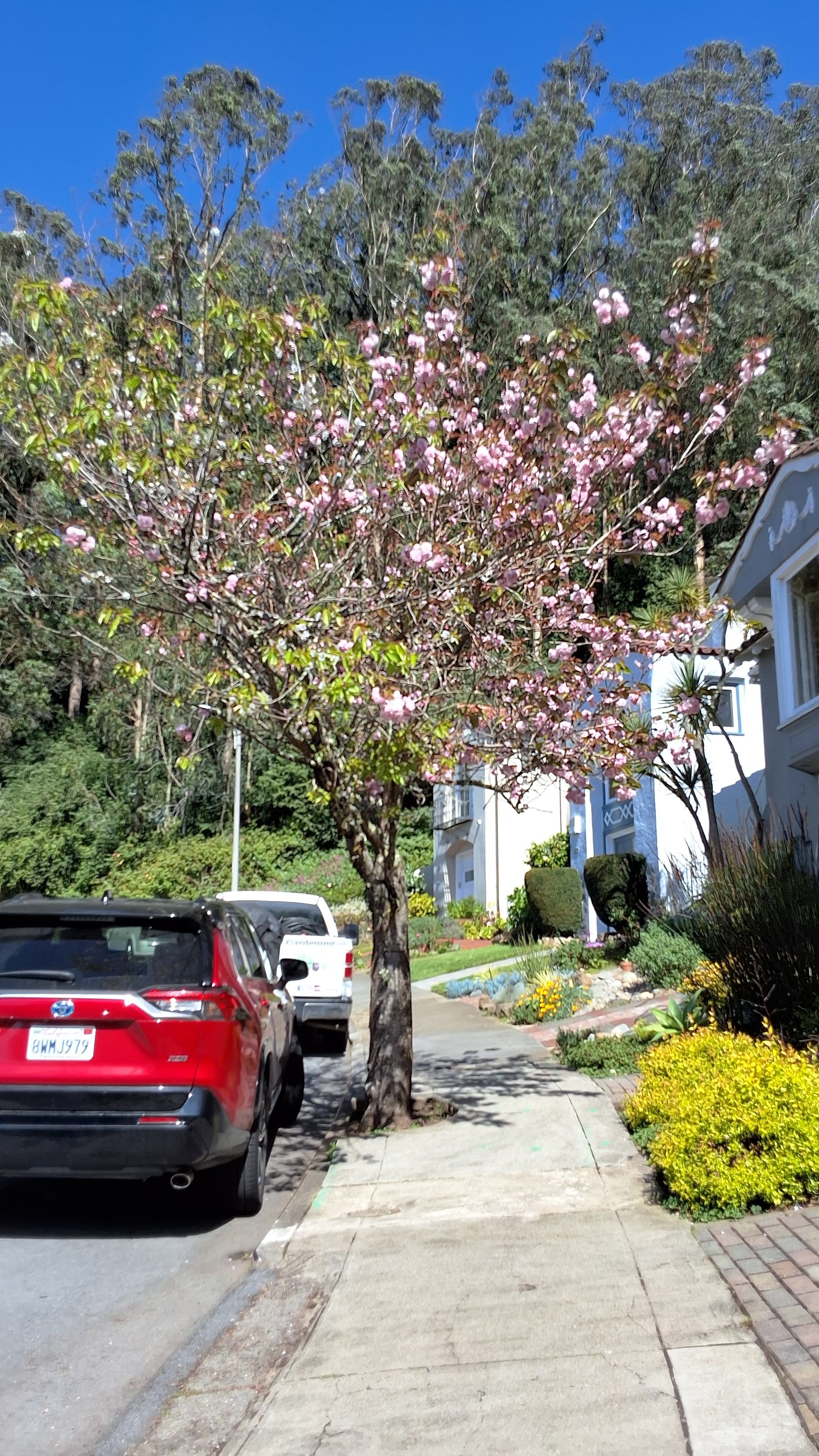 283 Juanita Way tree