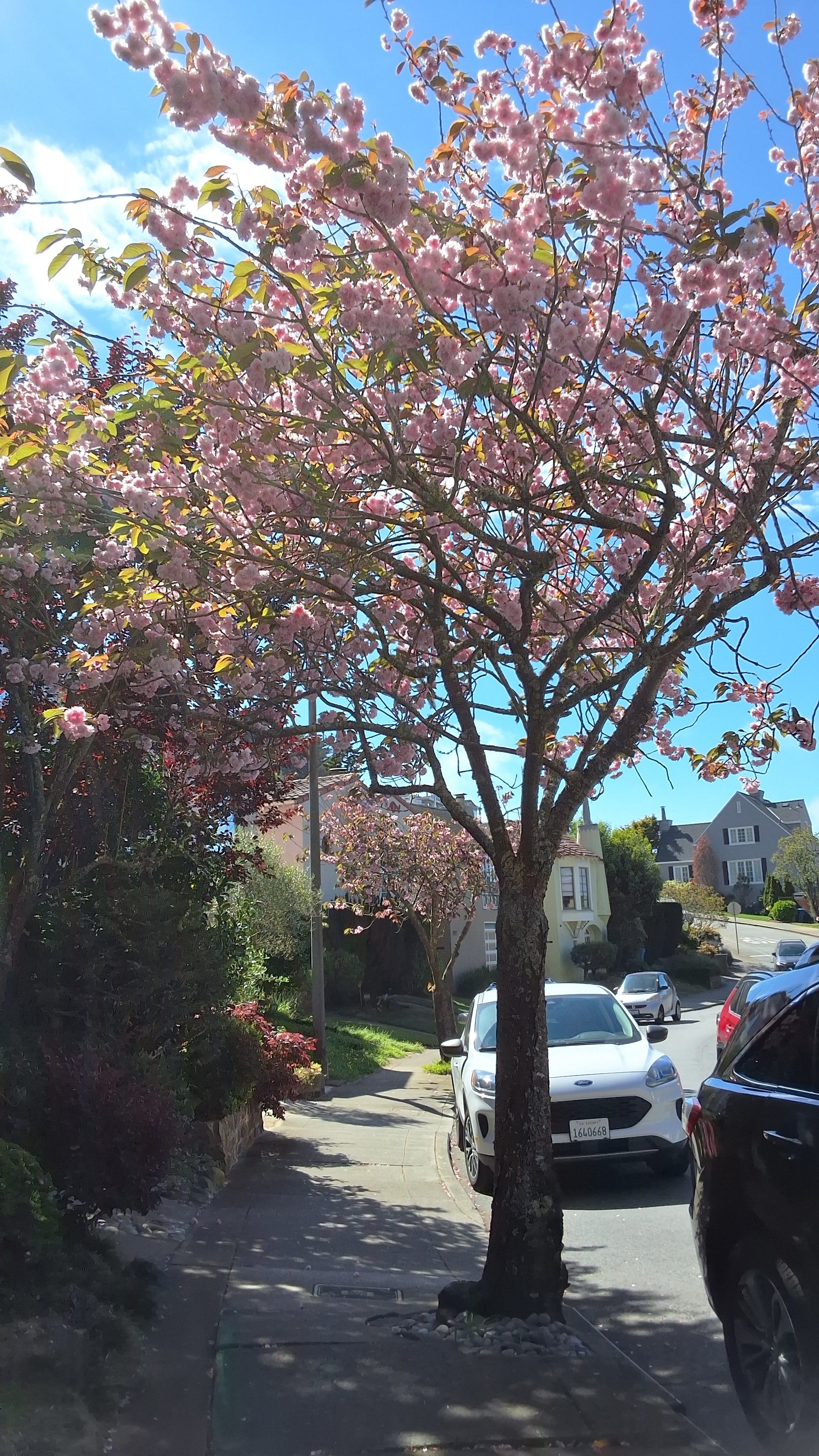 285 Juanita Way tree