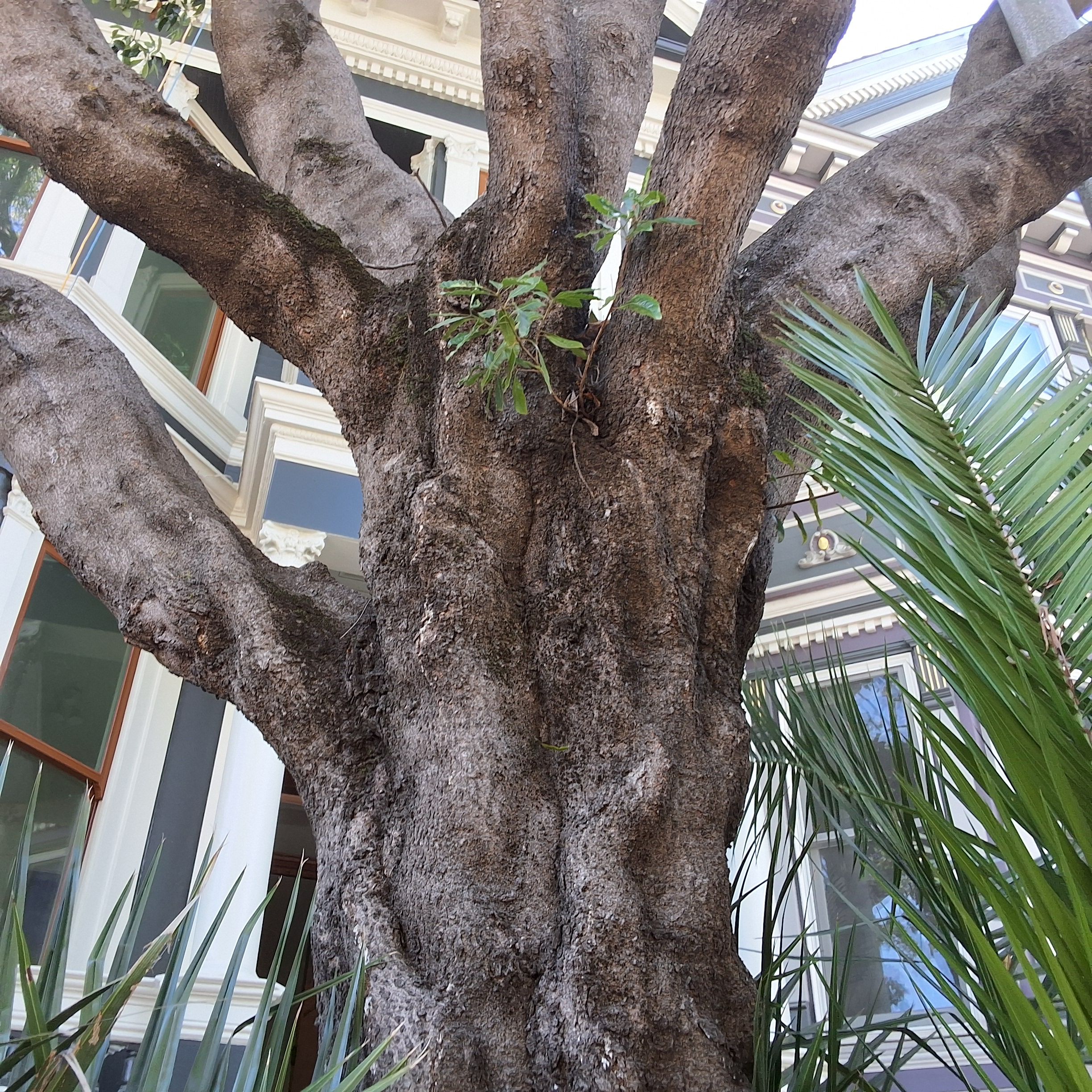 40 Sanchez St. tree