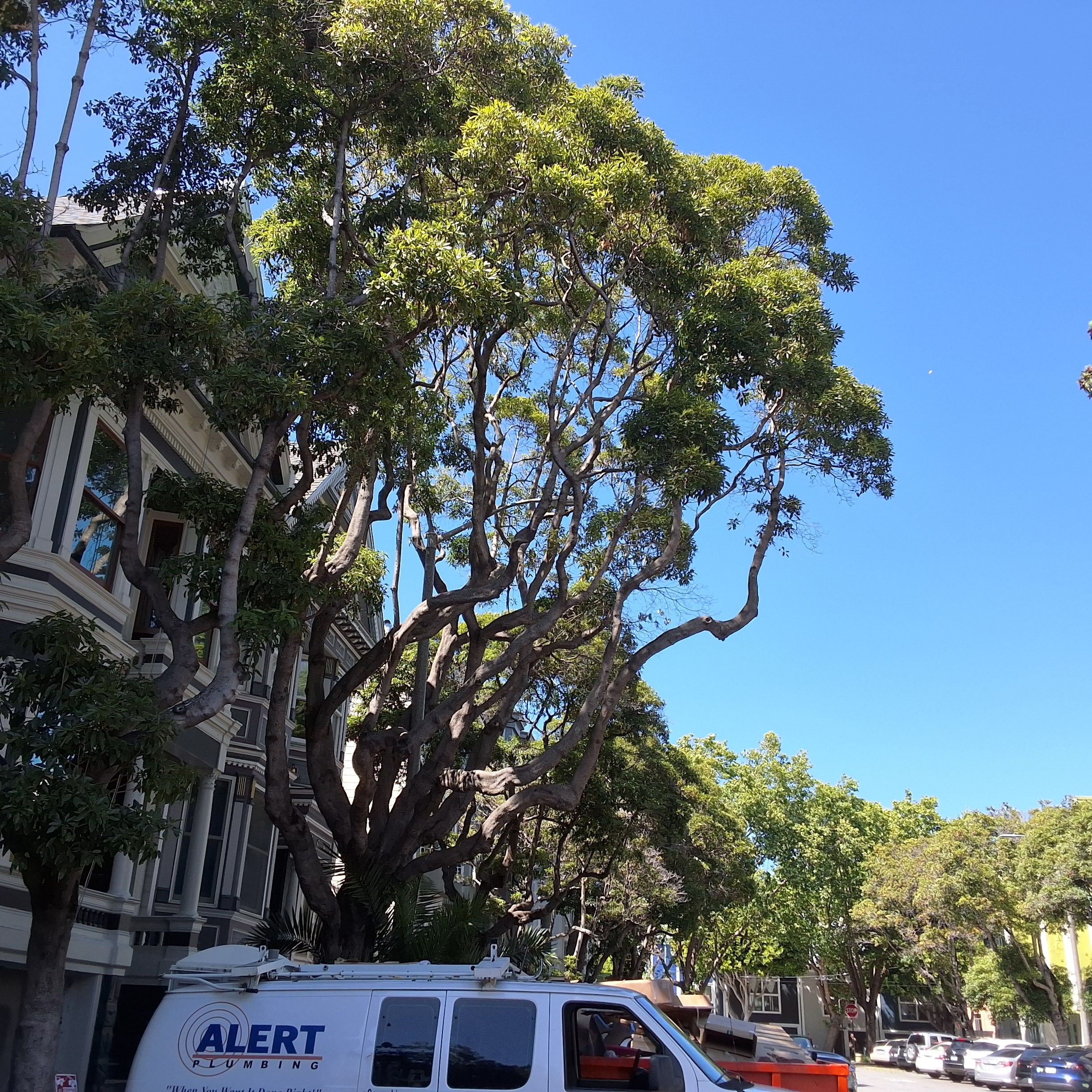 40 Sanchez St. tree