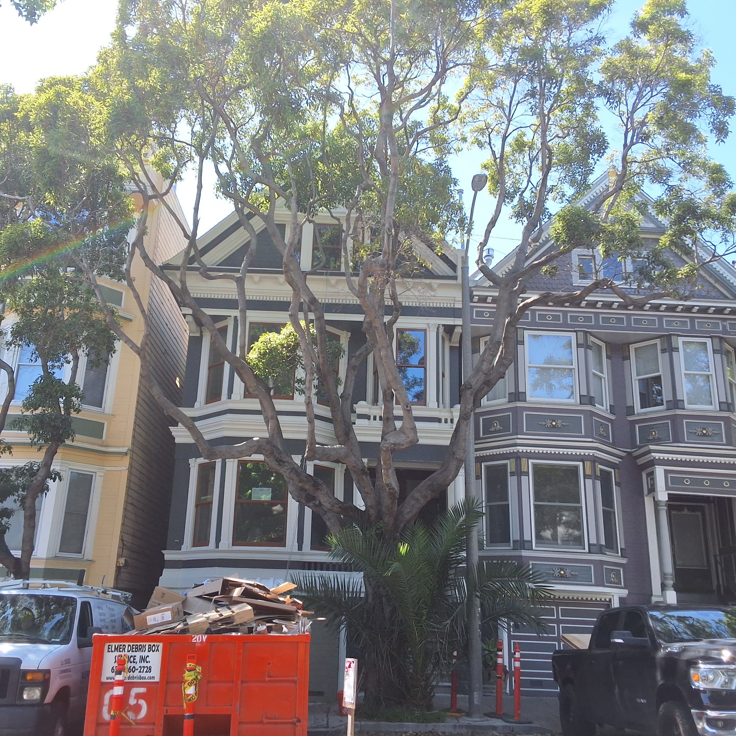 40 Sanchez St. tree