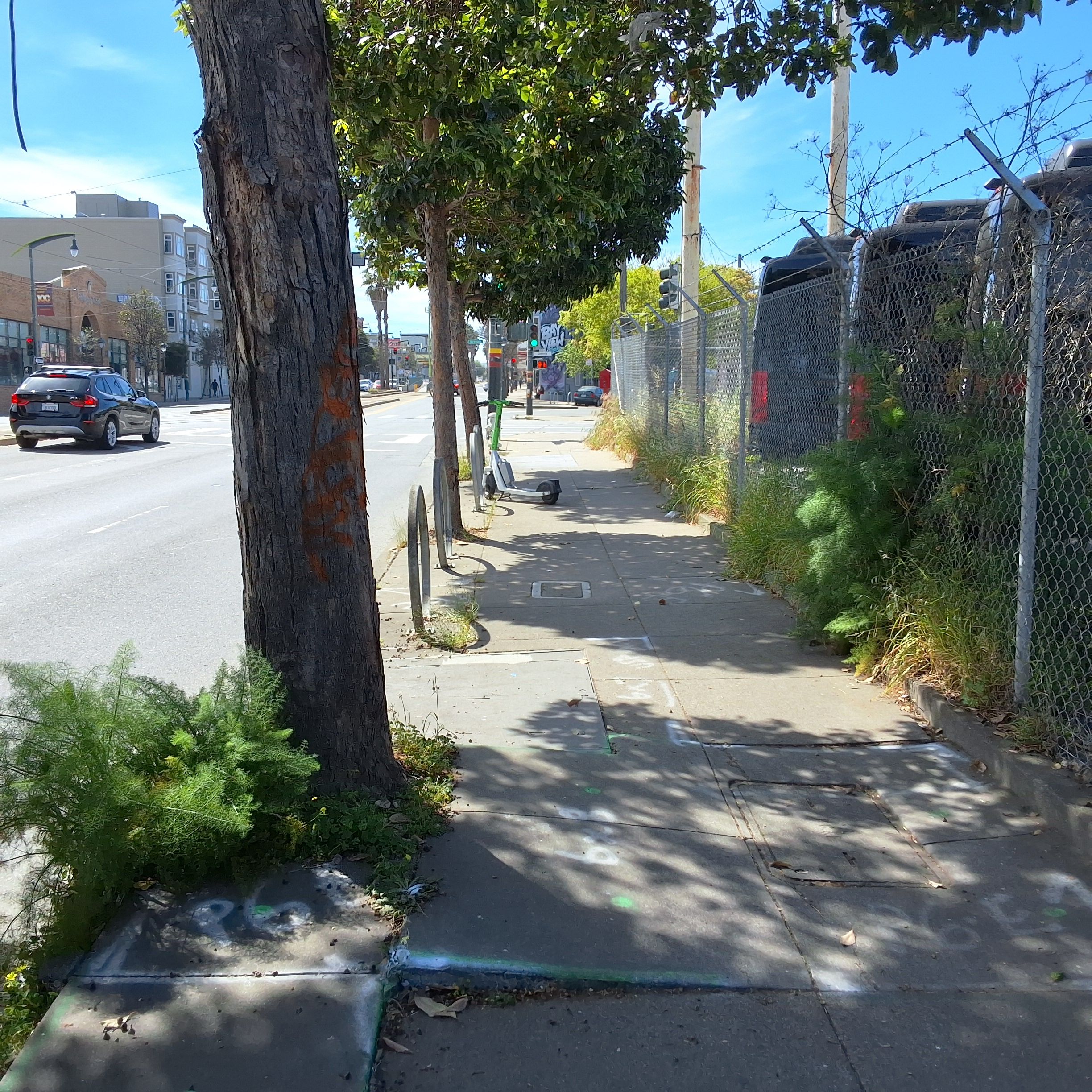 4230 3rd Street tree