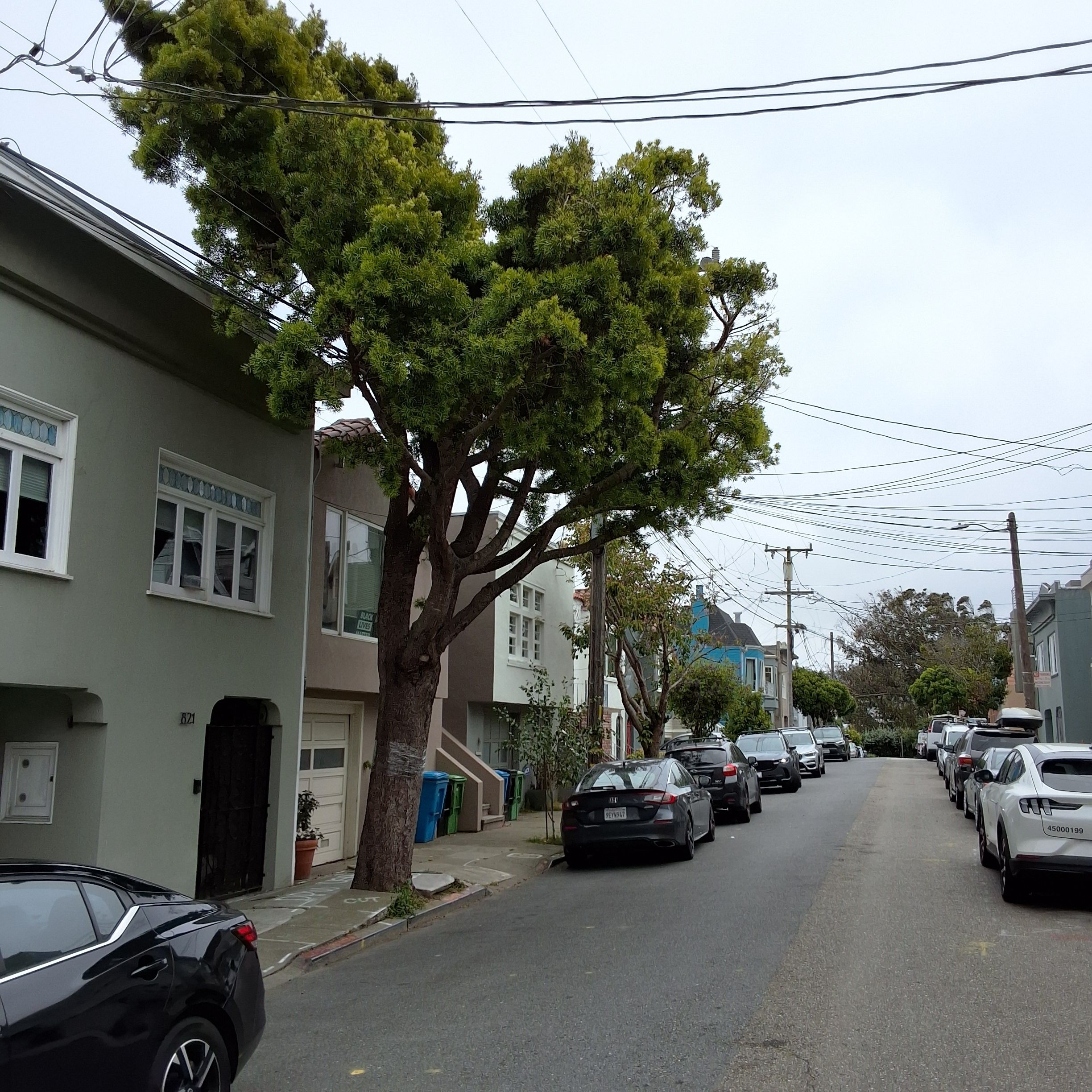 821 Moultrie Street tree