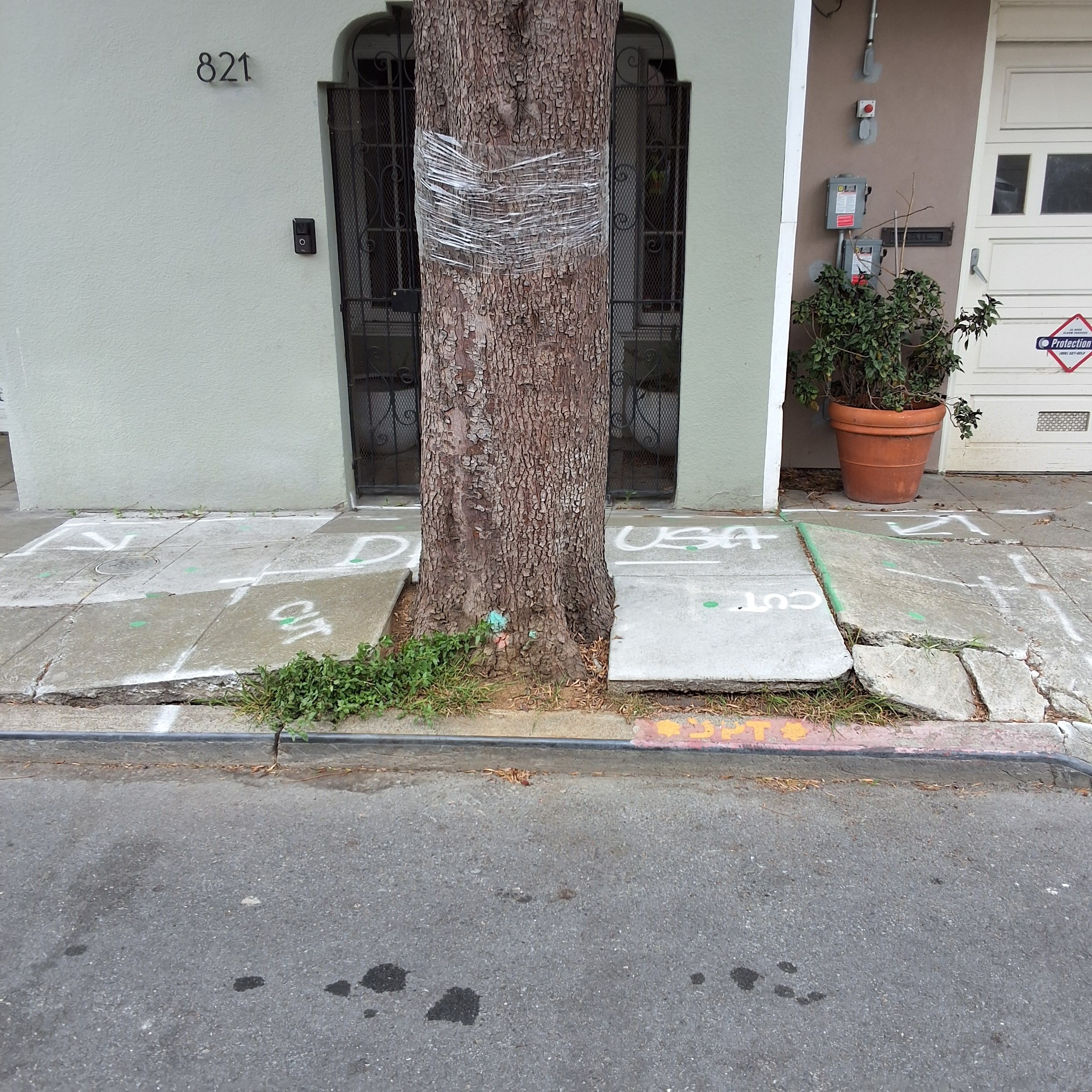 821 Moultrie Street tree