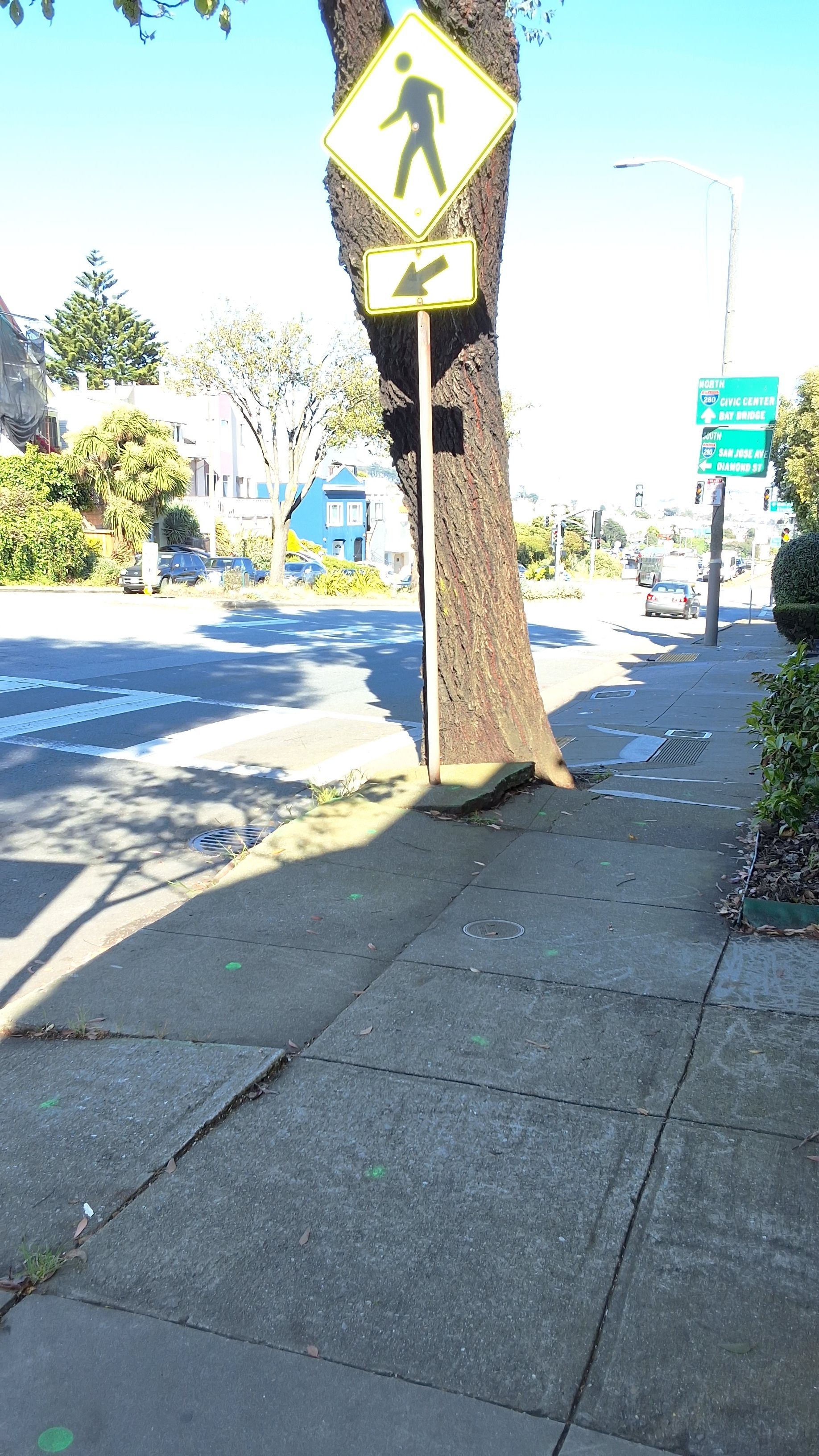 95 Monterey Blvd tree
