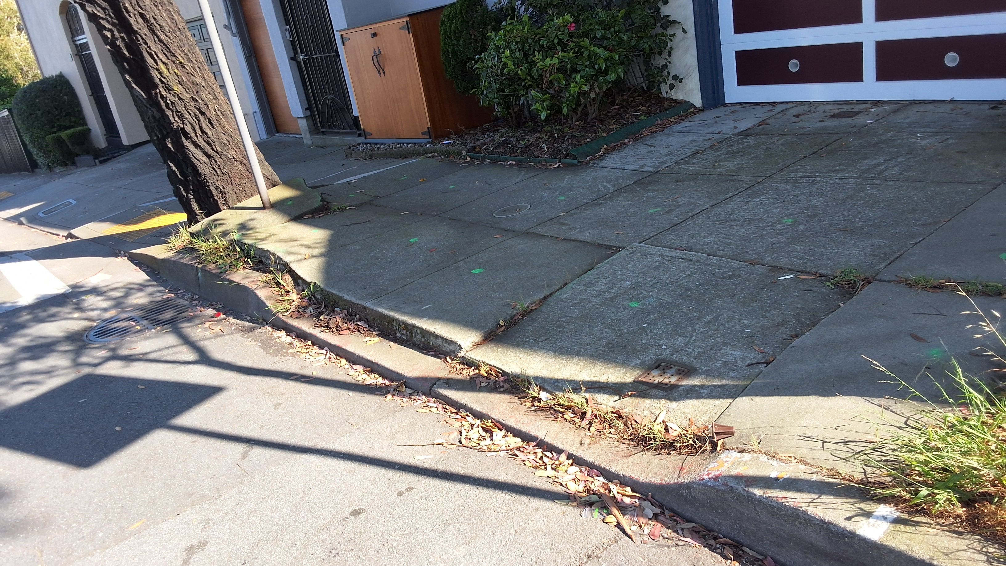 95 Monterey Blvd tree