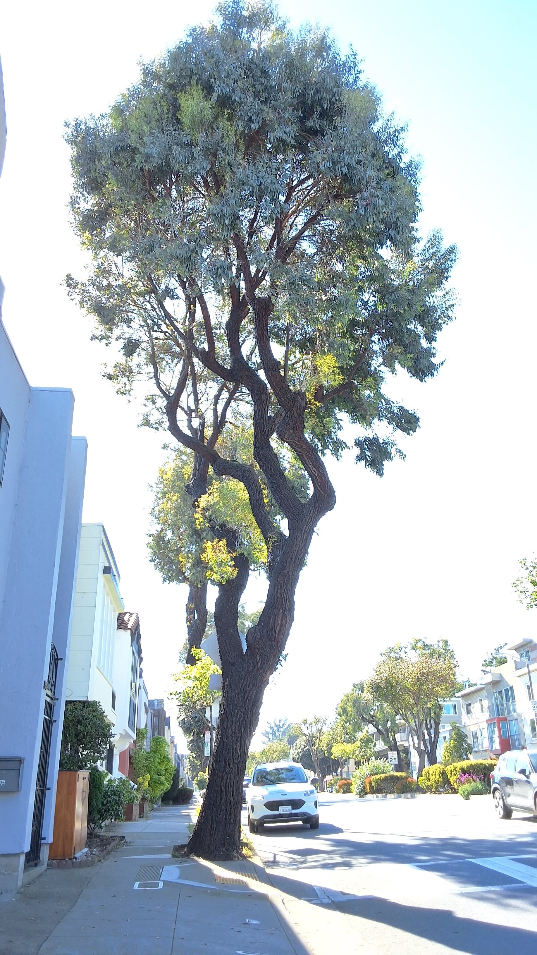 95 Monterey Blvd tree