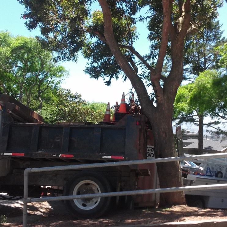 Example of bad tree protection