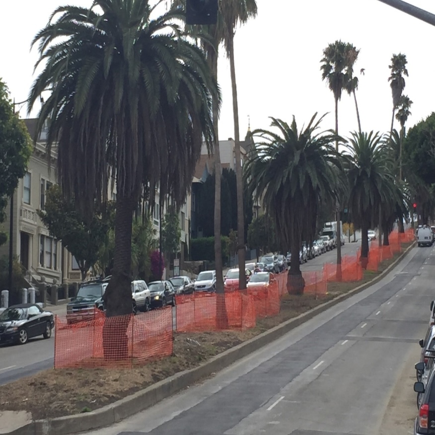 Example of good tree protection
