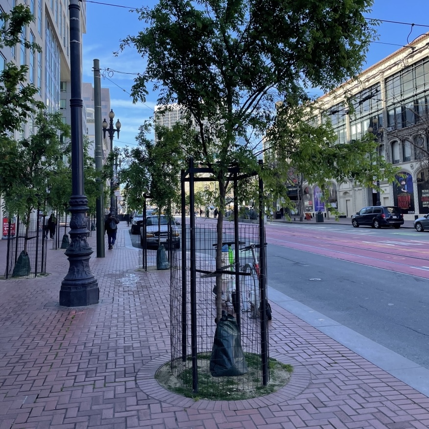 Example of good tree protection