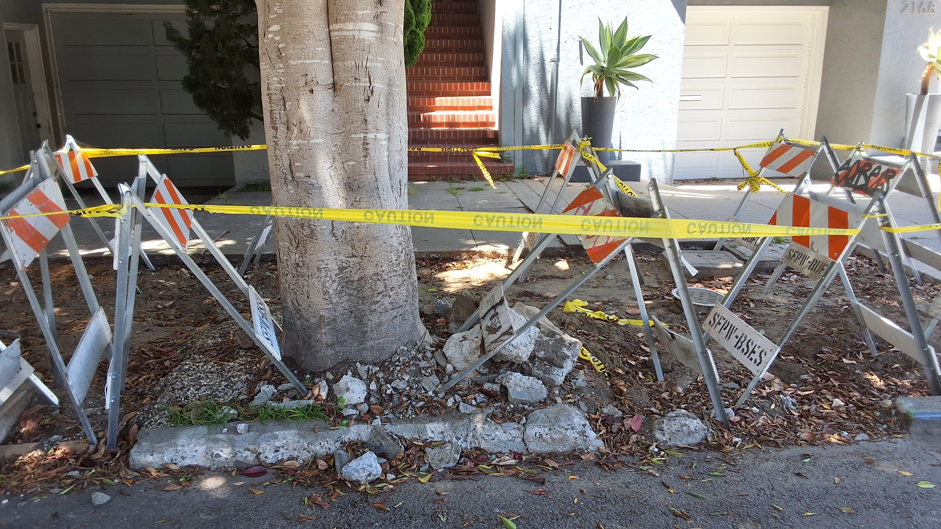2170 Bay St tree