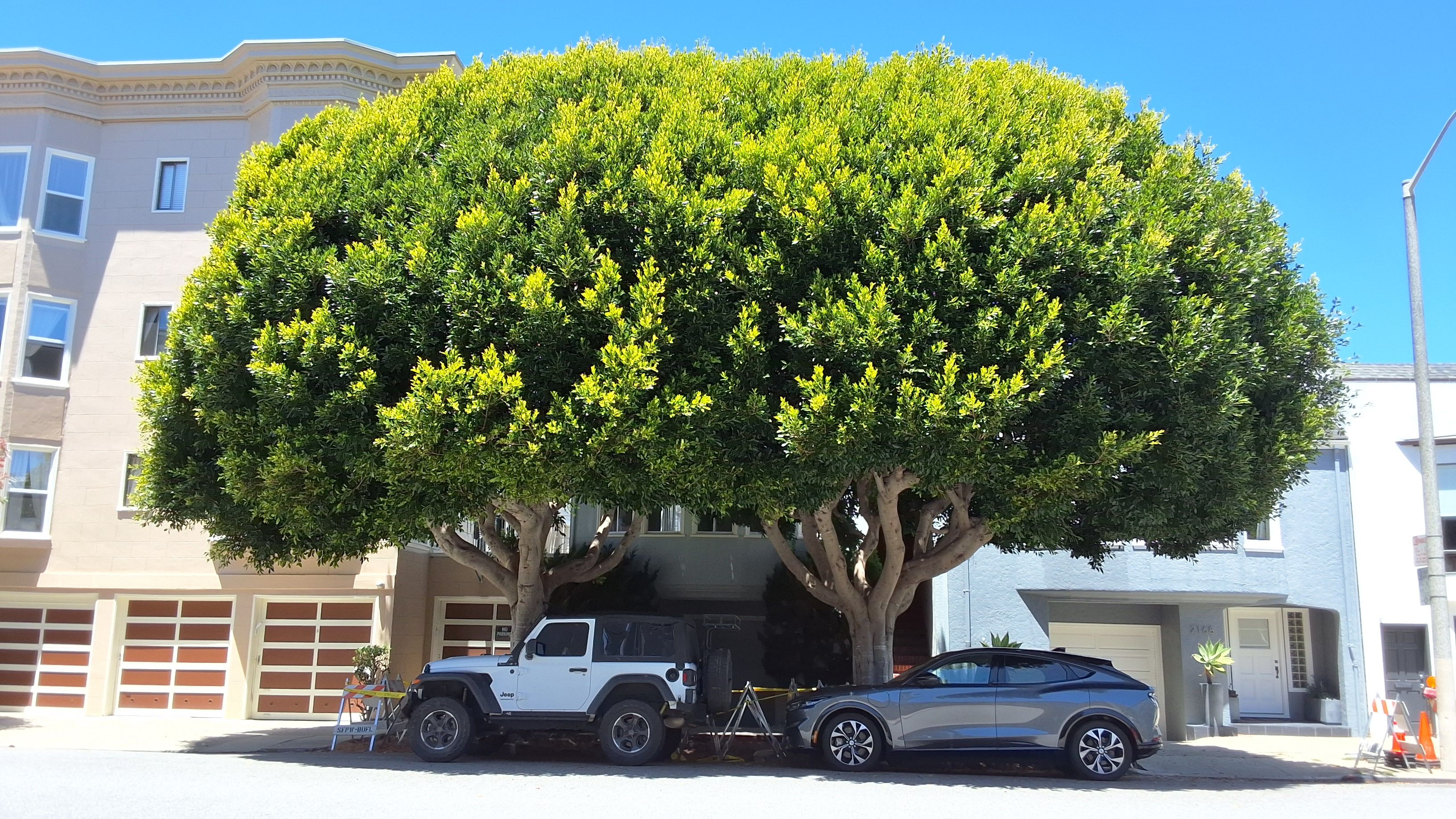 2170 Bay St tree