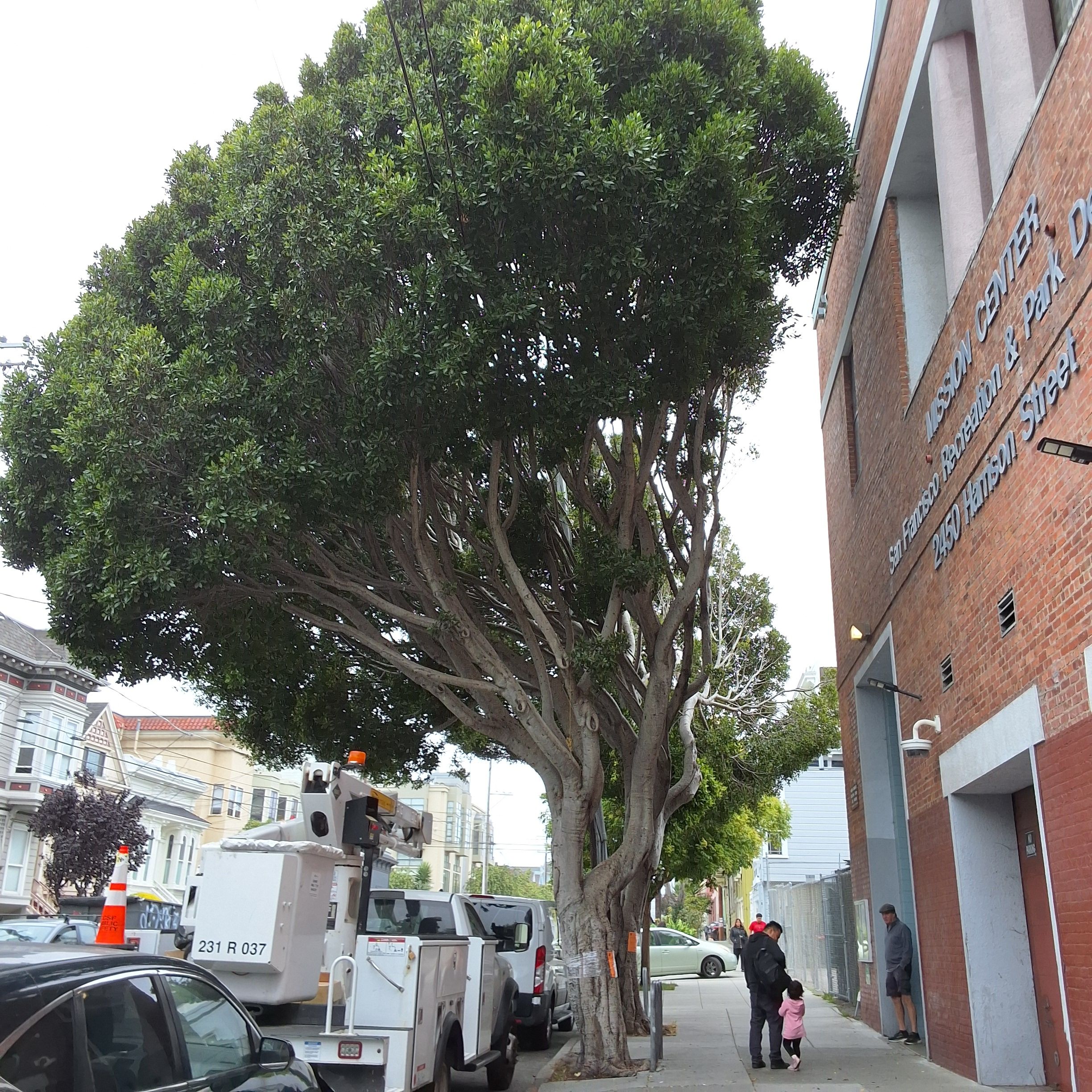 2450 Harrison Street tree