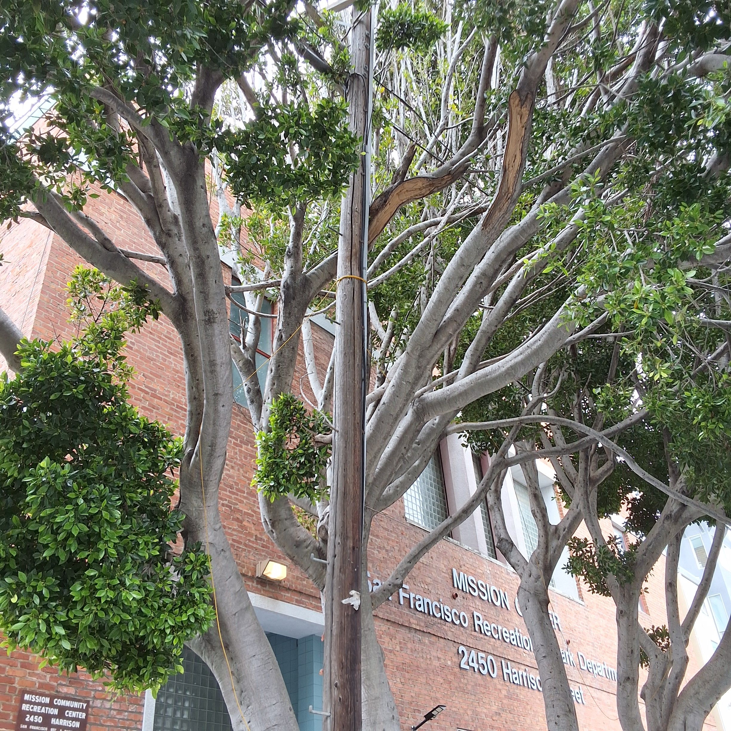 2450 Harrison Street tree