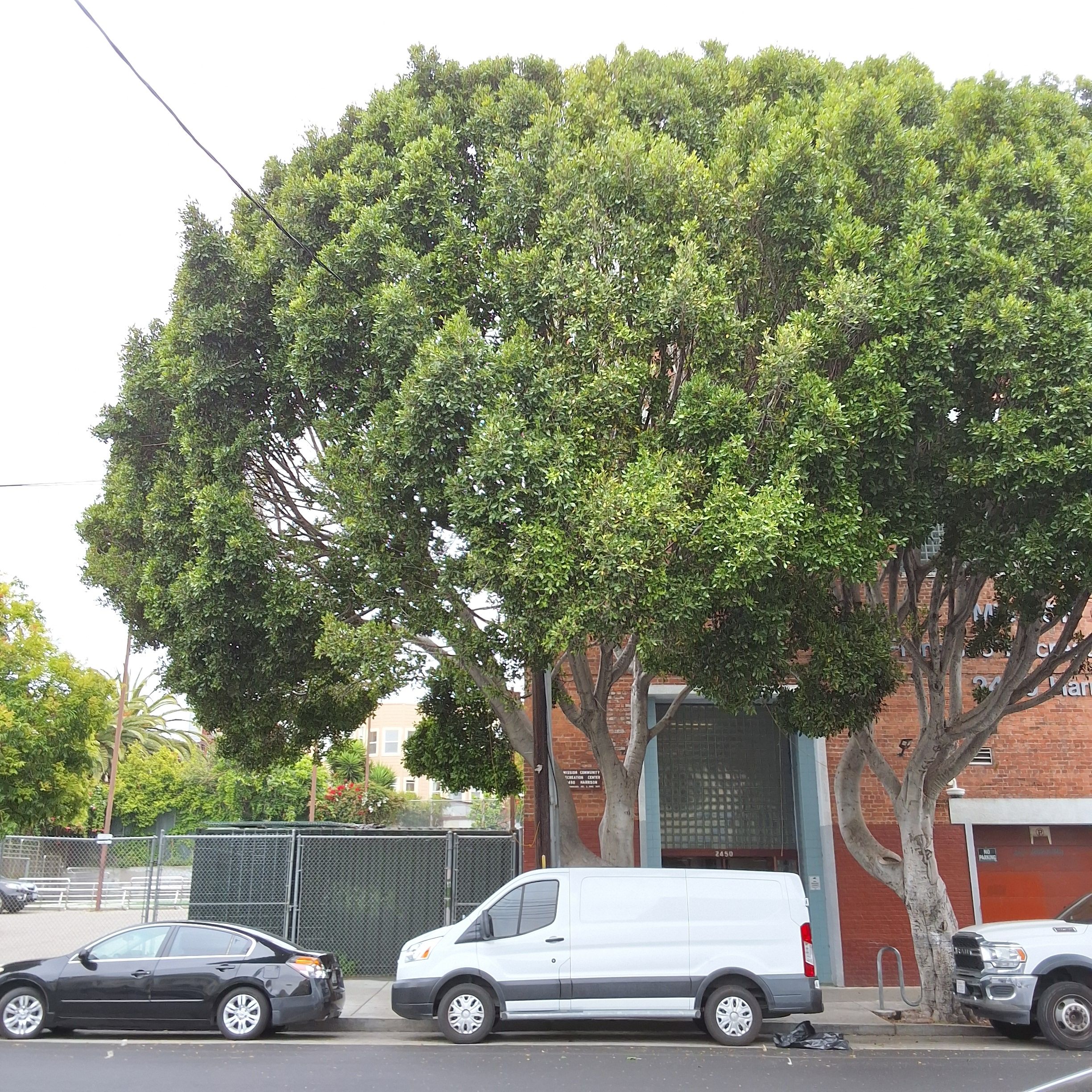 2450 Harrison Street tree