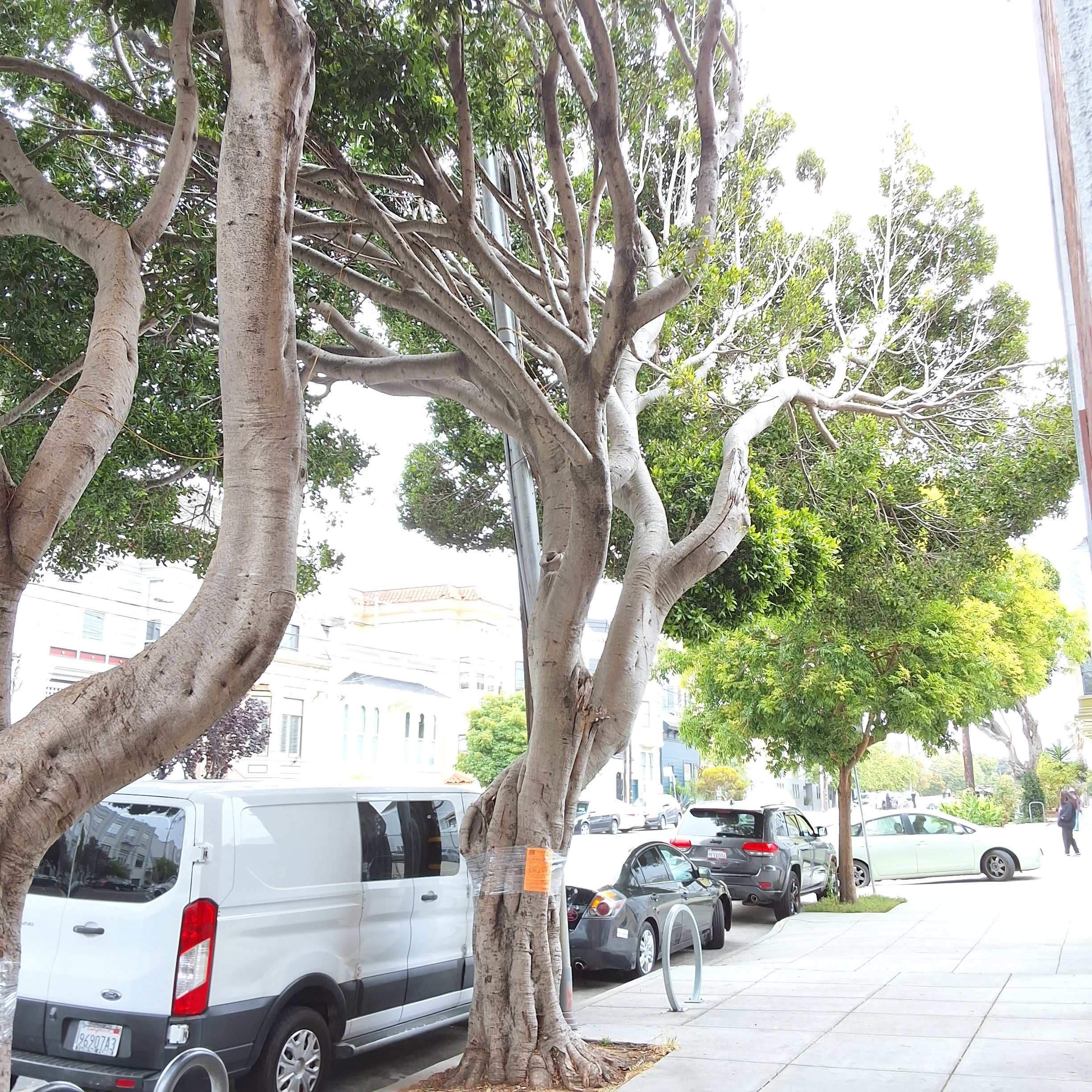 2450 Harrison Street tree