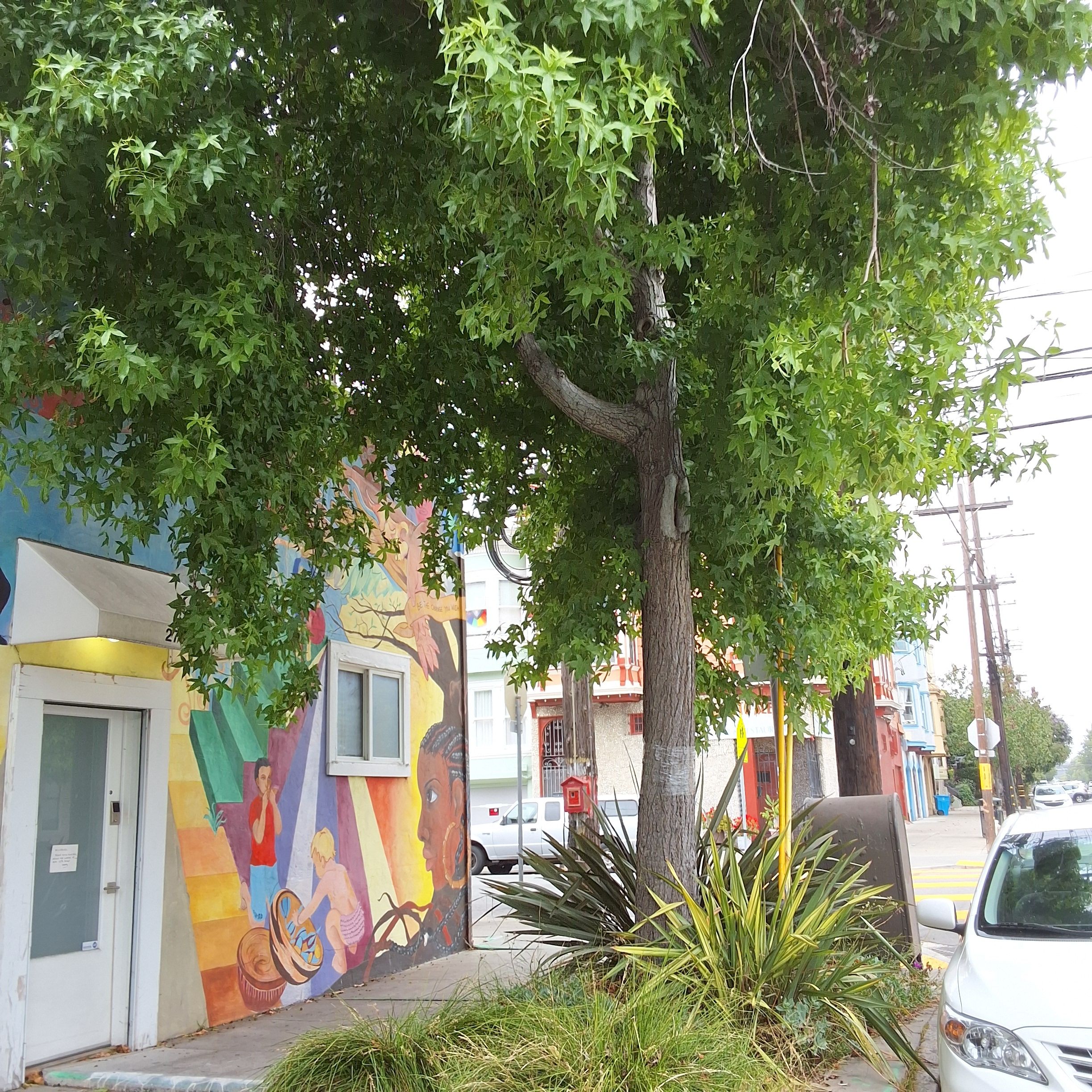 2700 Bryant Street tree
