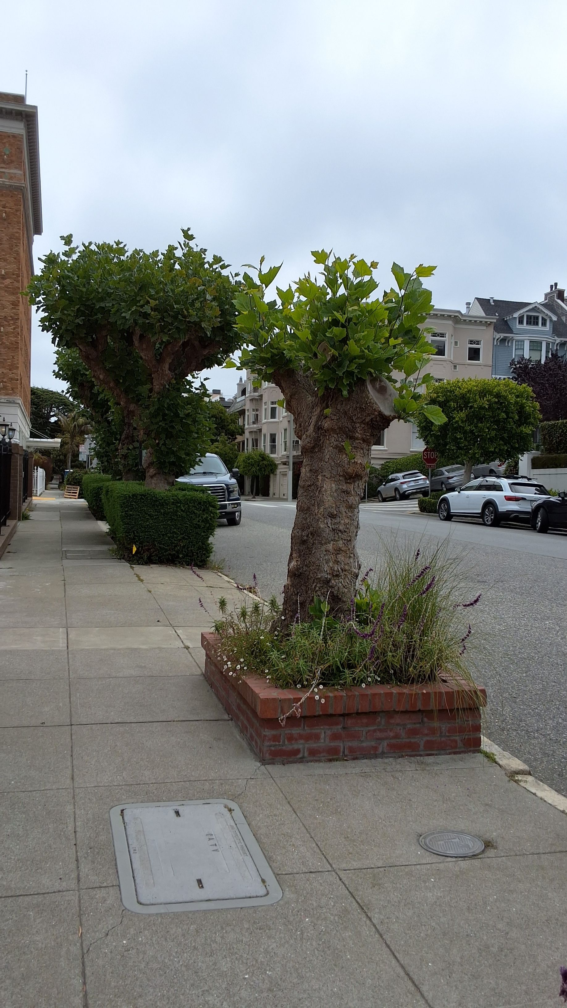 2828 Green Street tree
