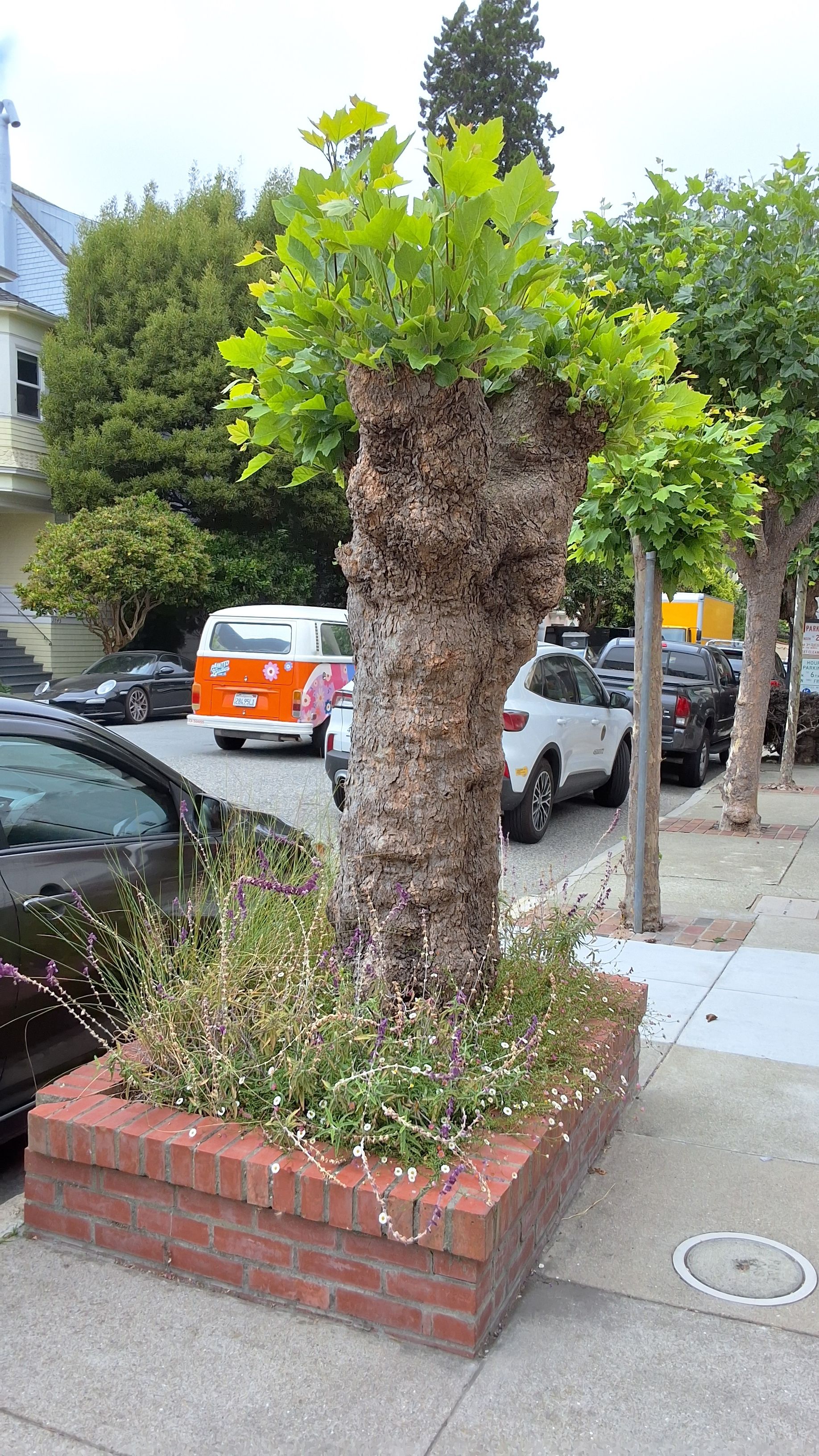 2828 Green Street tree