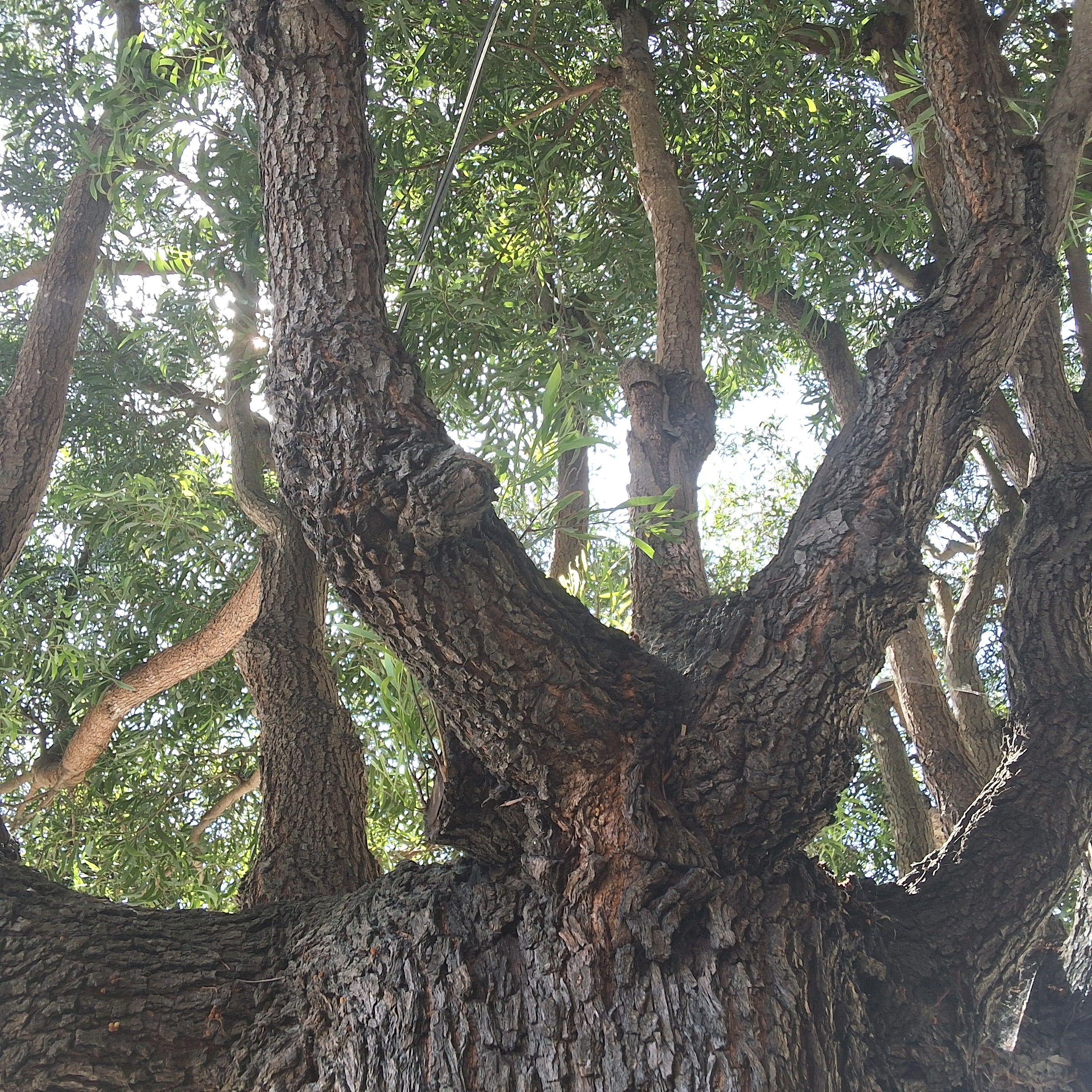 519 9th Avenue tree