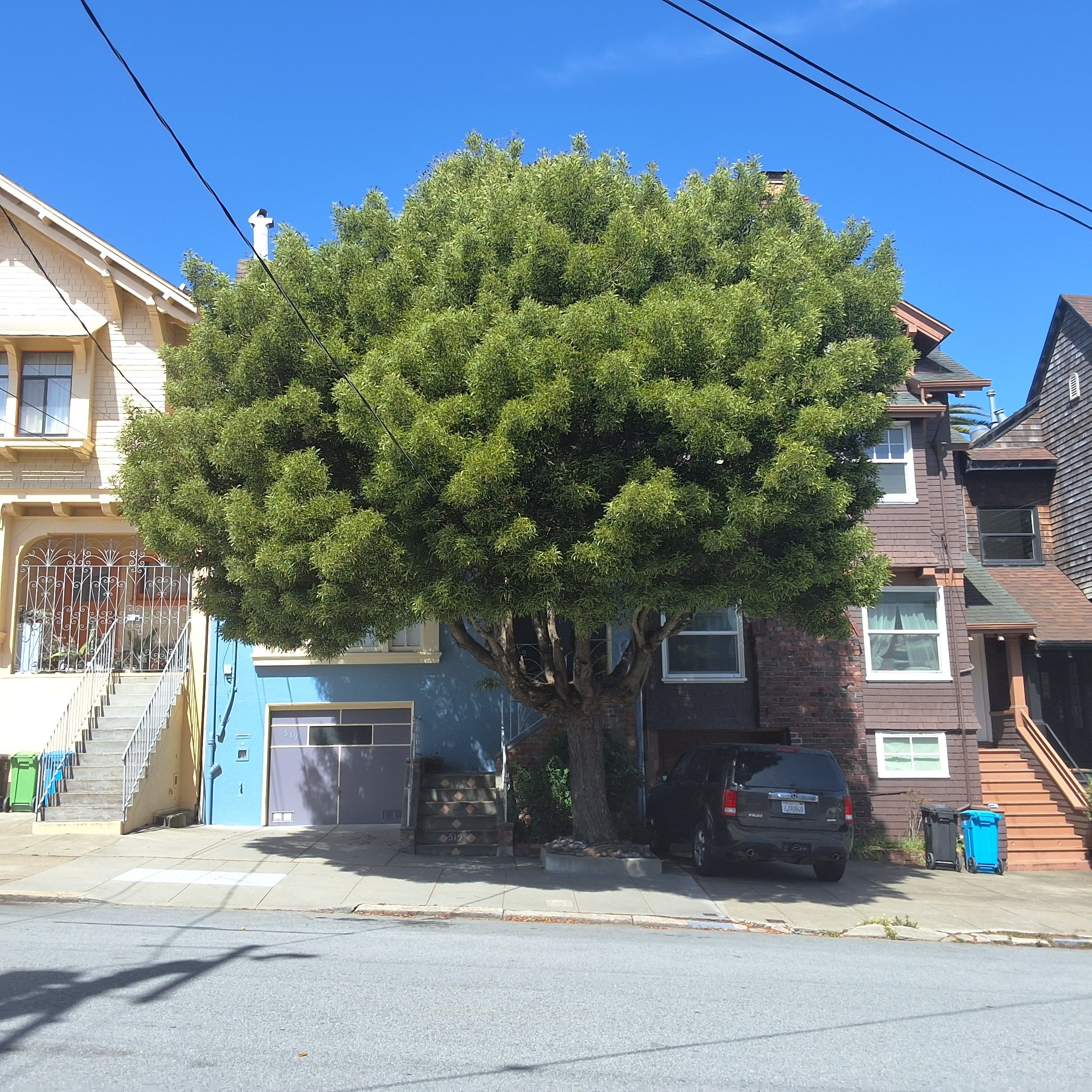 519 9th Avenue tree