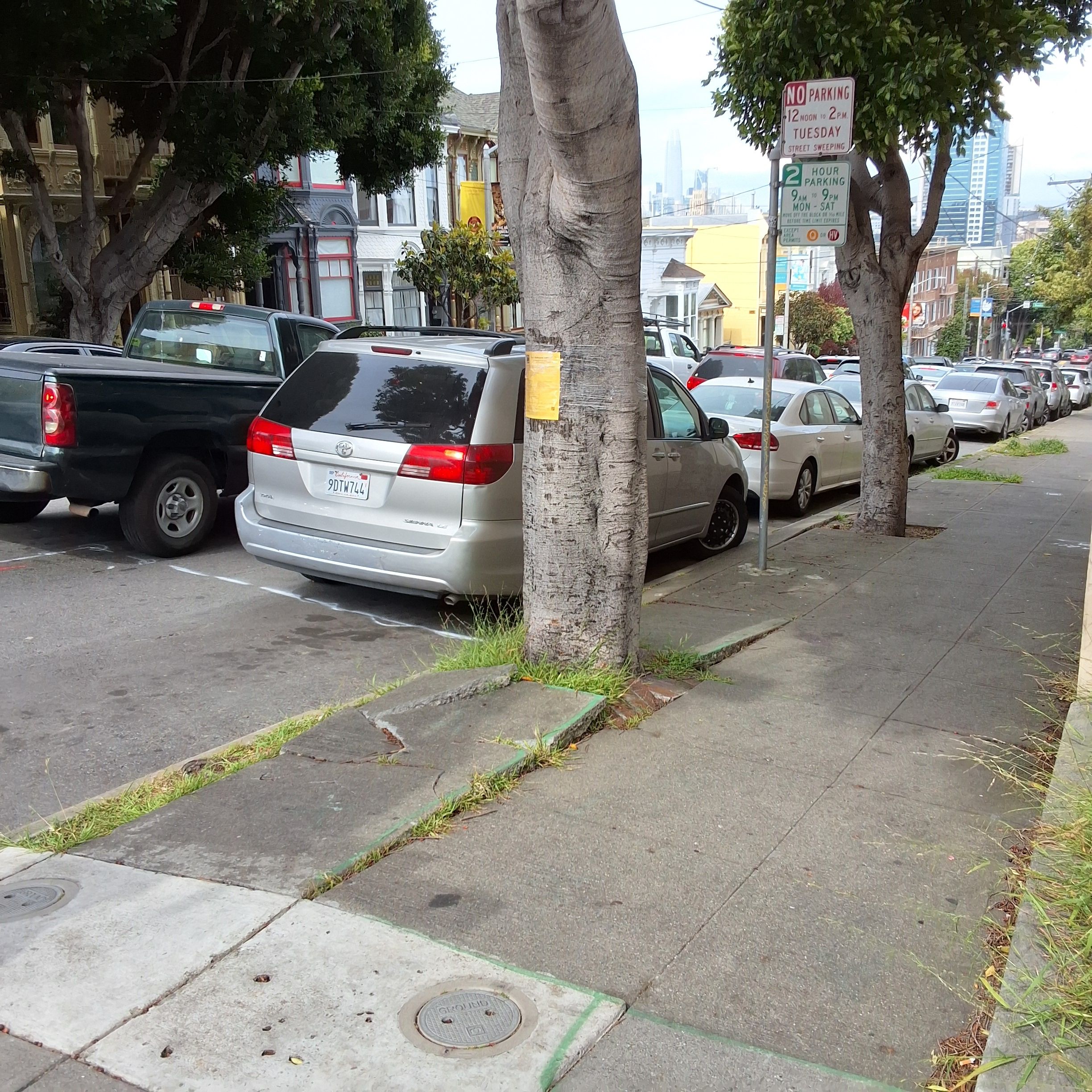 595 Oak Street tree