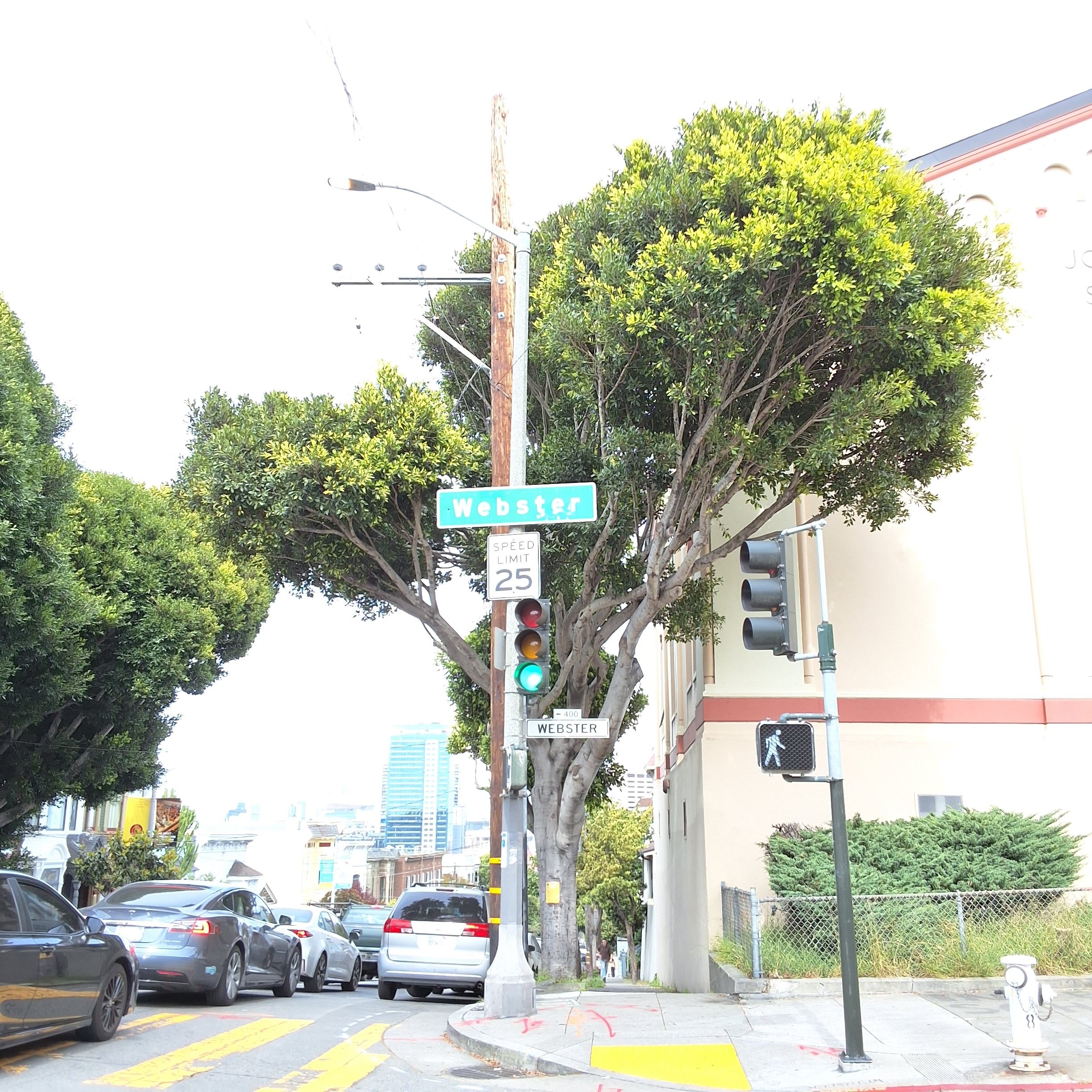 595 Oak Street tree