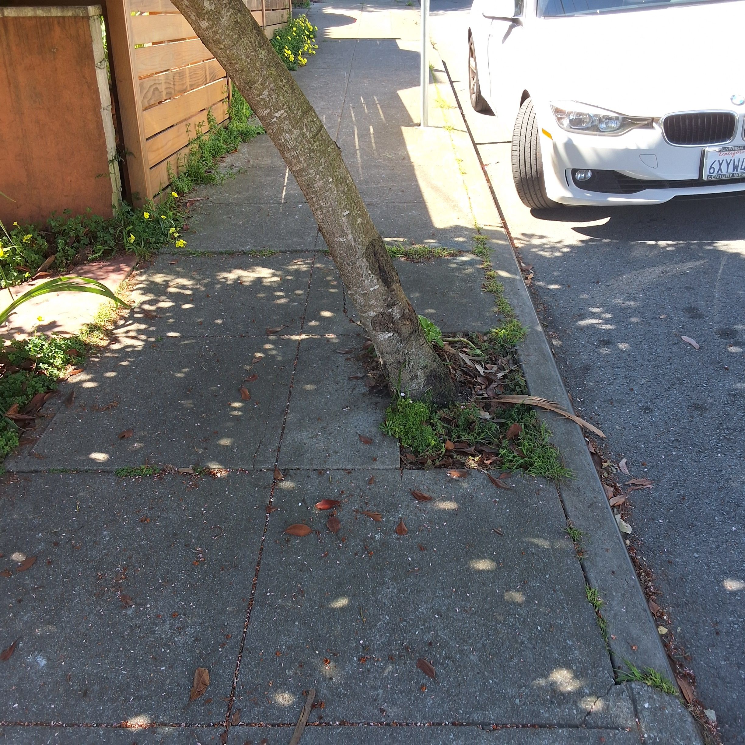 679 Mangels Street tree