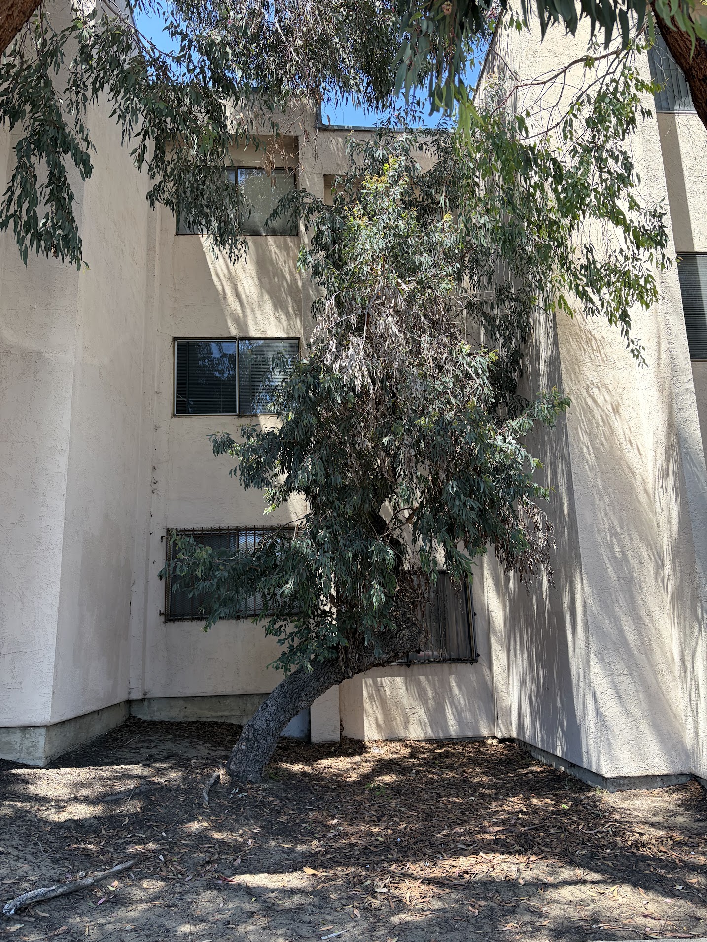 860 McAllister Street tree