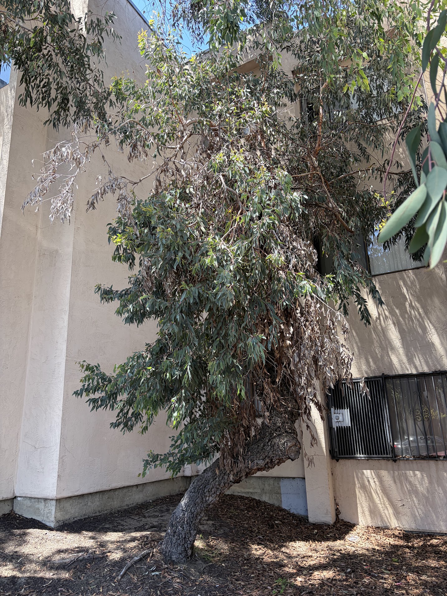 860 McAllister Street tree