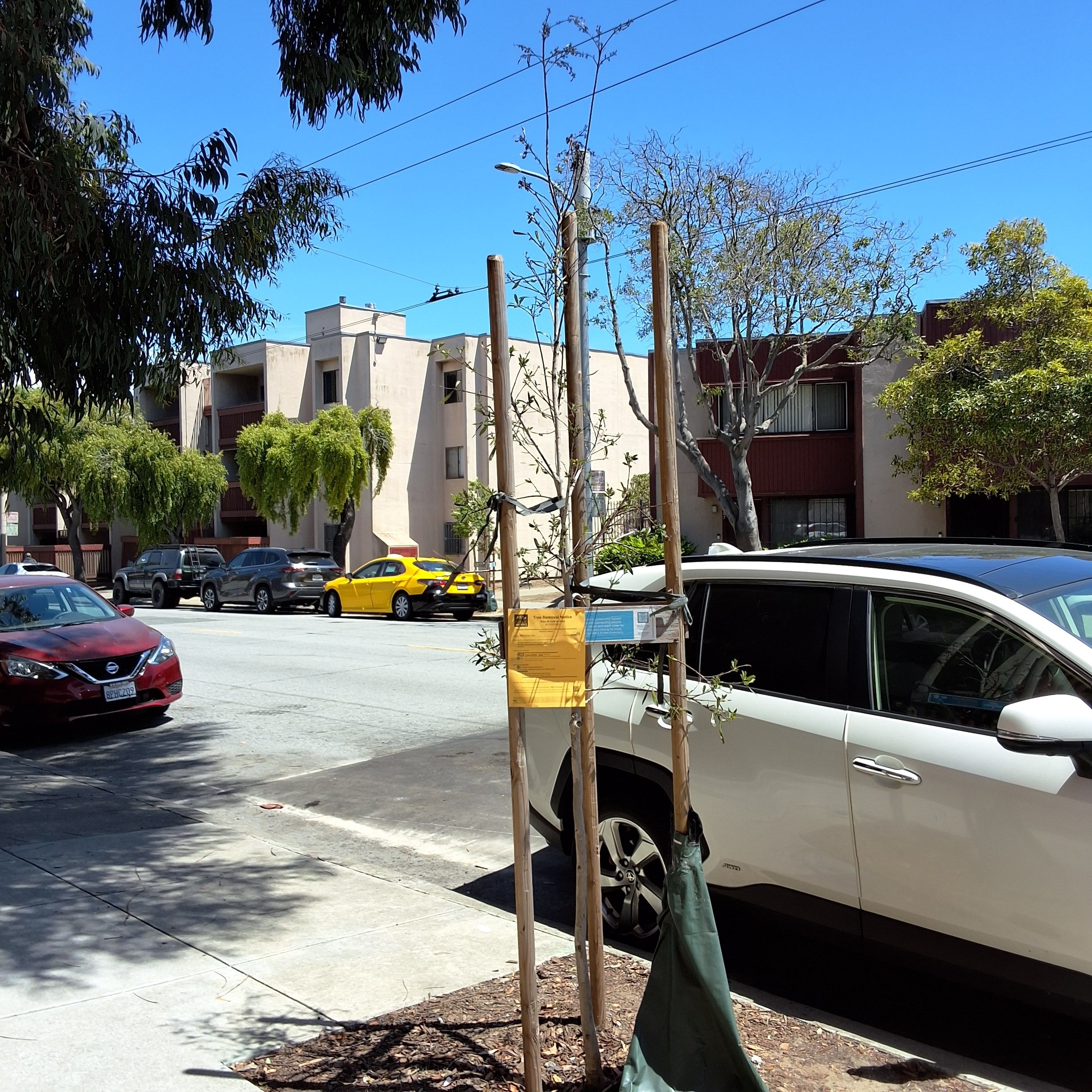 880 McAllister Street tree 