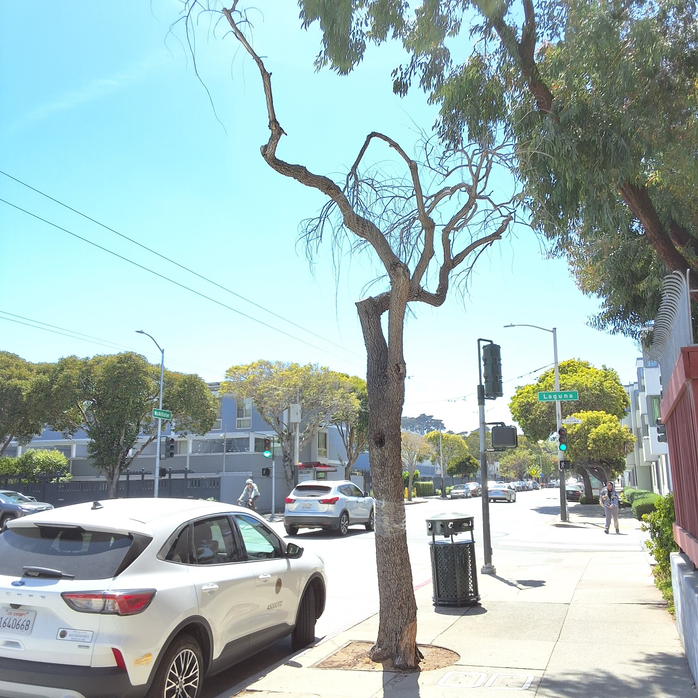 880 McAllister Street tree 