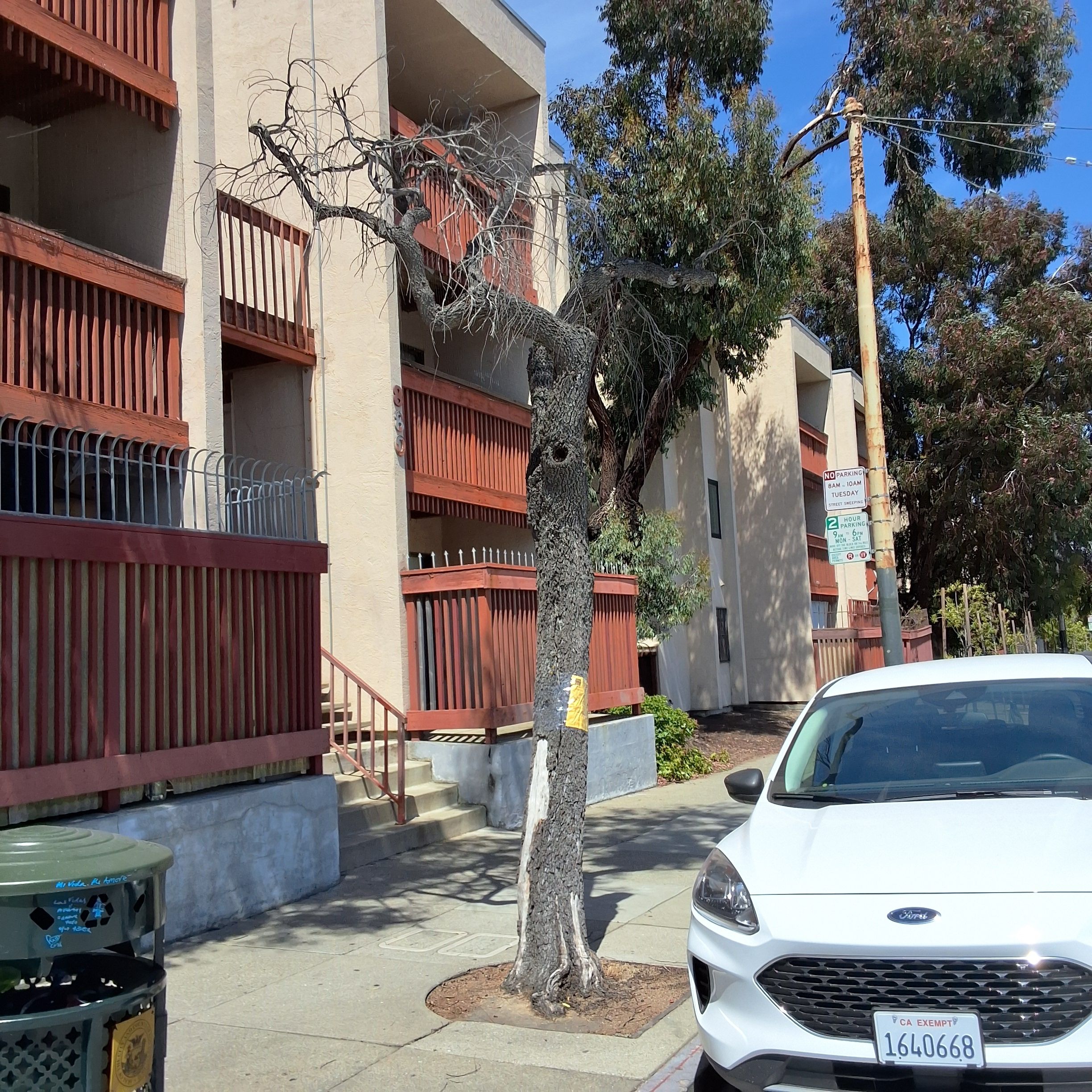 880 McAllister Street tree