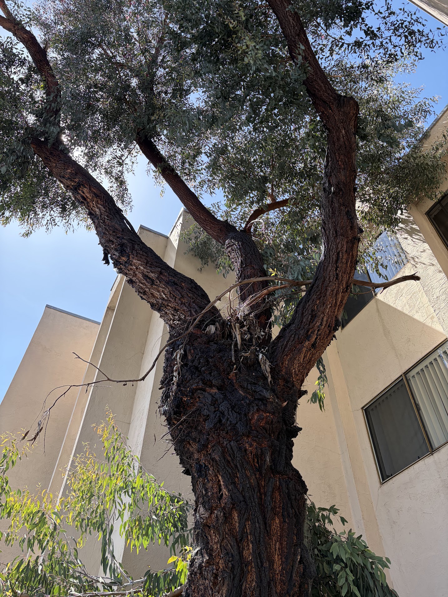 880 McAllister Street tree 