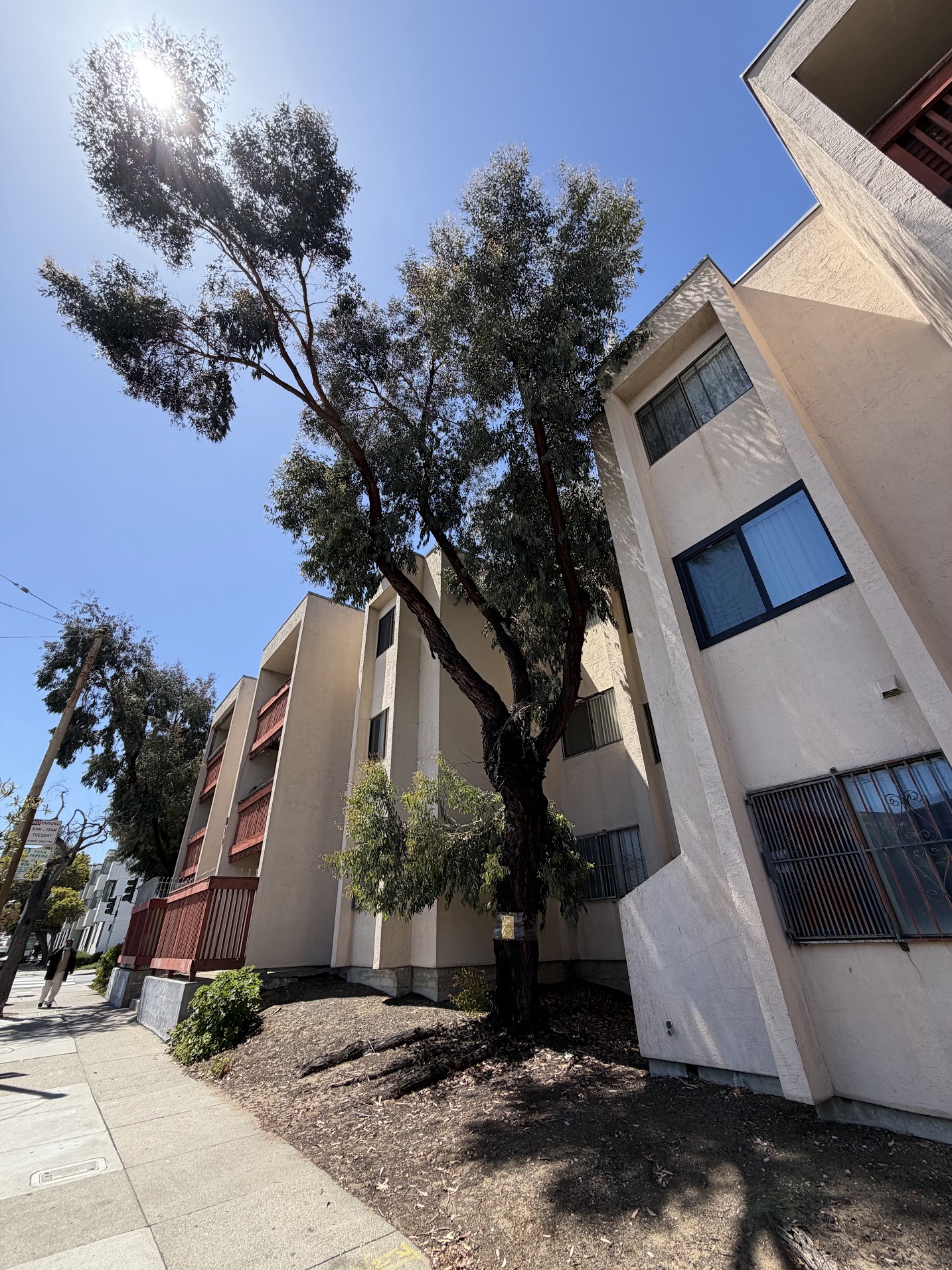 880 McAllister Street tree 