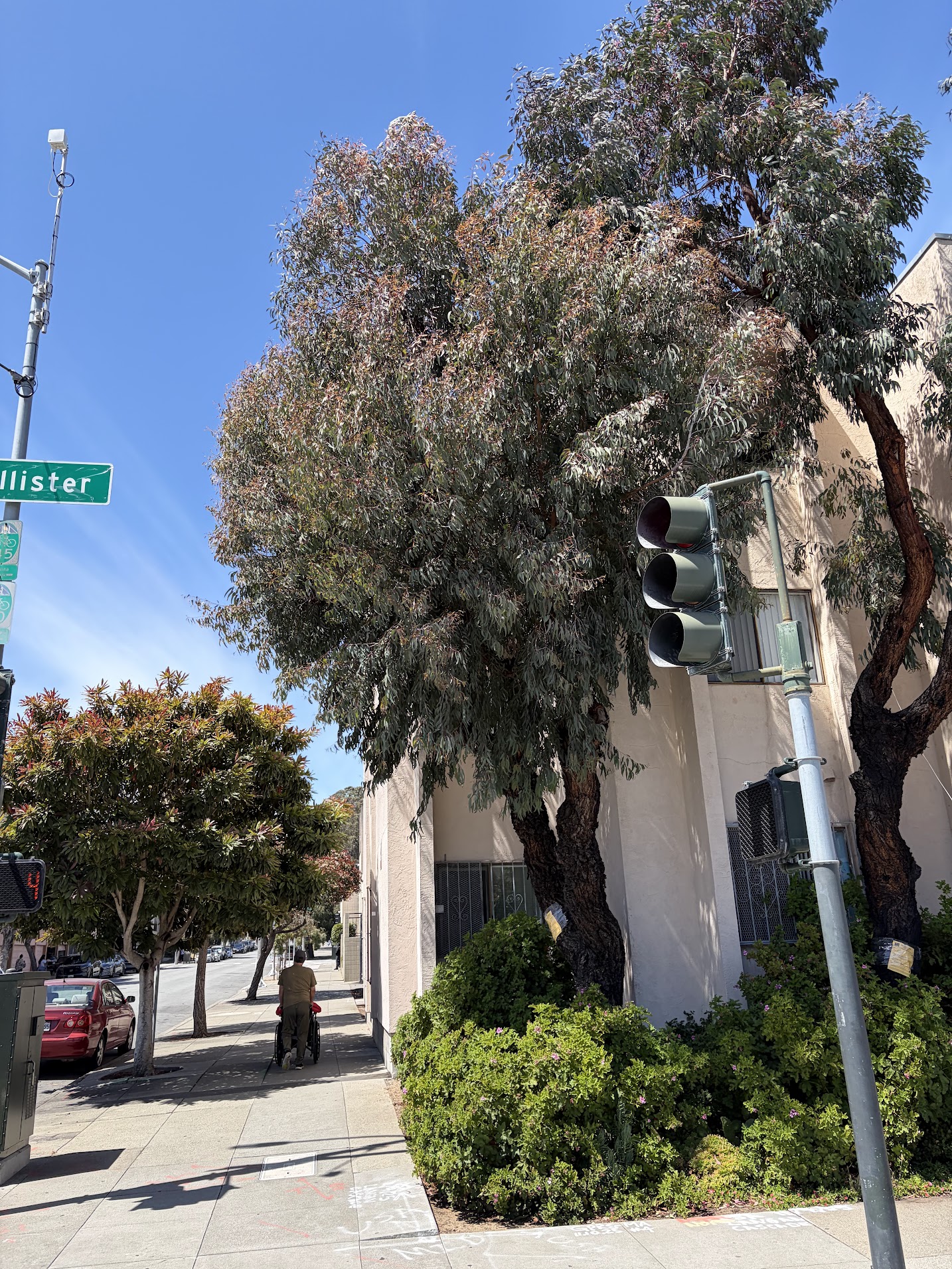 880 McAllister Street tree 